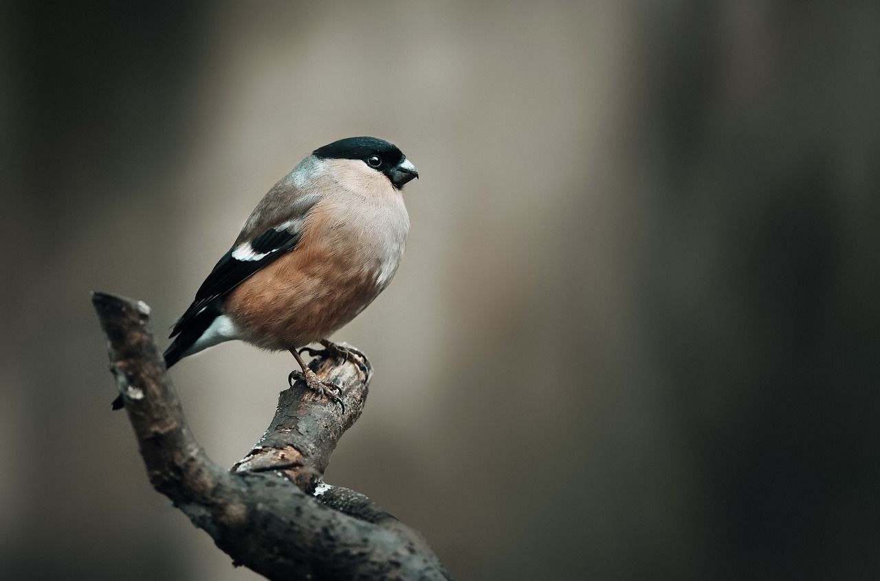 1280x846 Free Vogel Fink & Finch Image