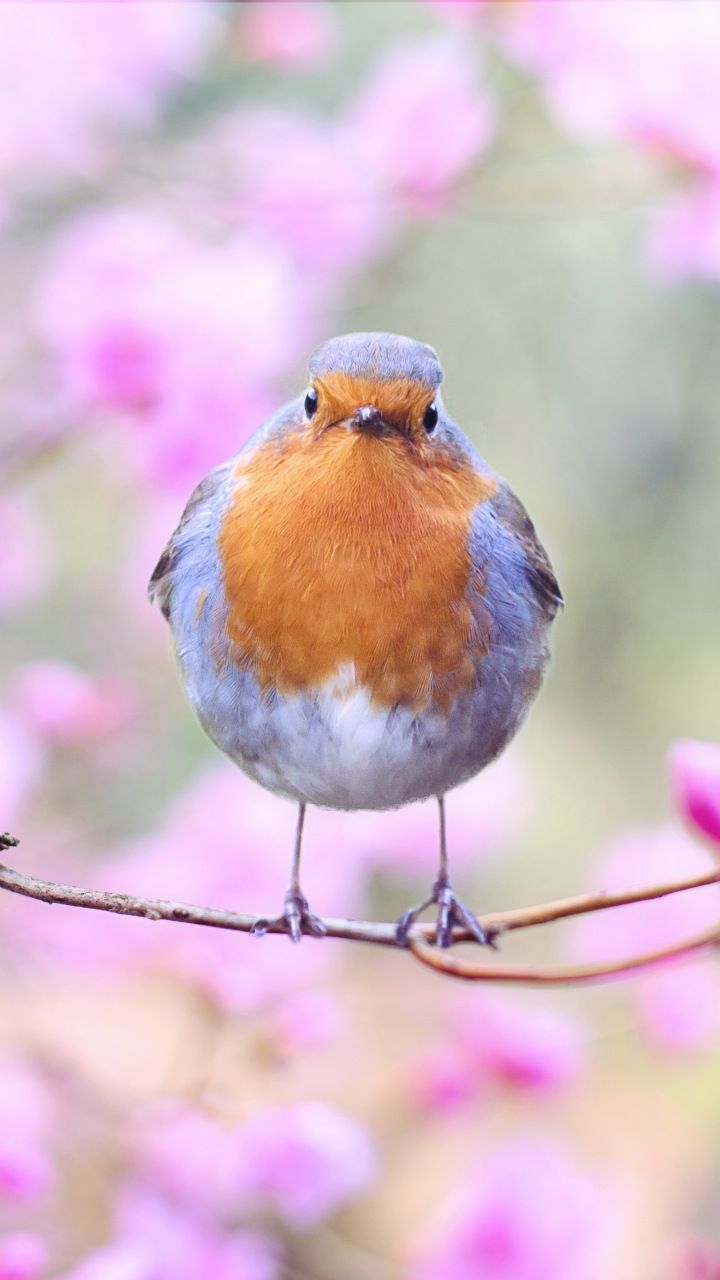 720x1280 Spring, bird, European robin, blossom