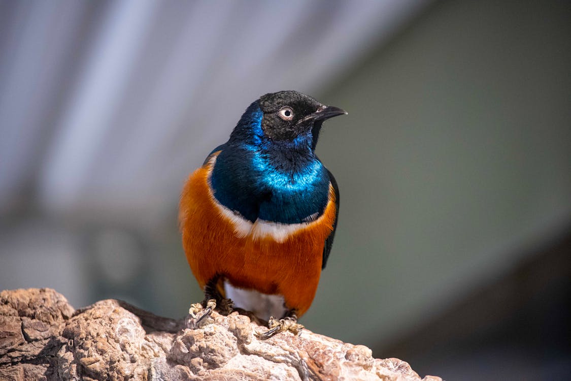 1125x750 starling, nahansicht, natur