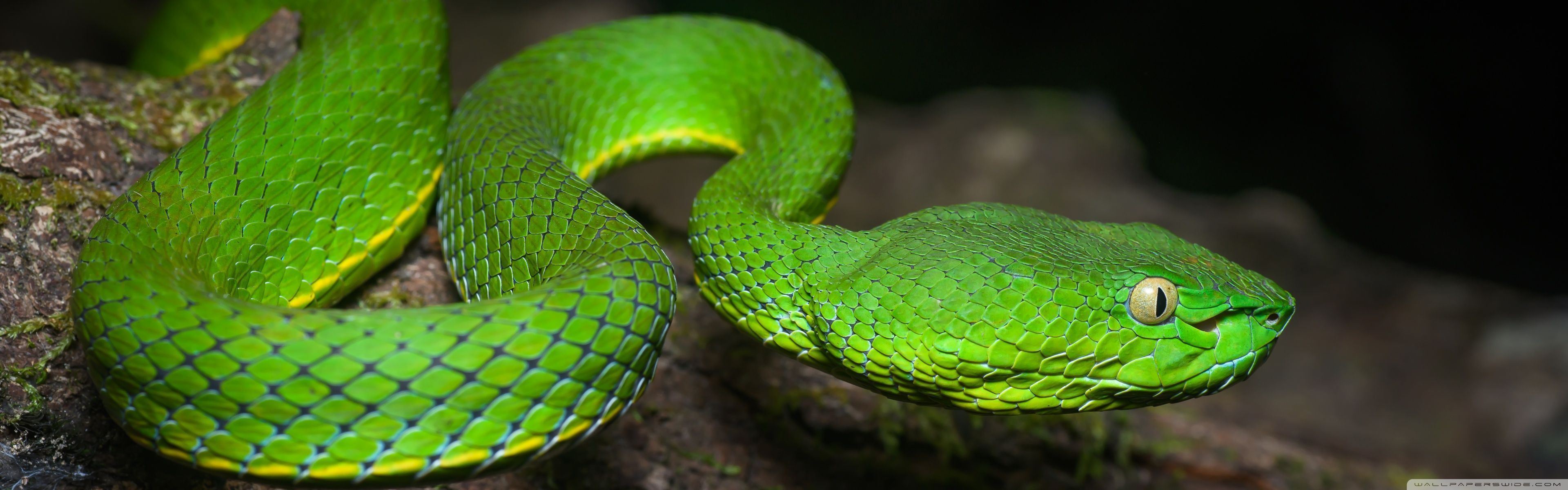 3840x1200 Bright Green Vogel's Pit Viper Venomous