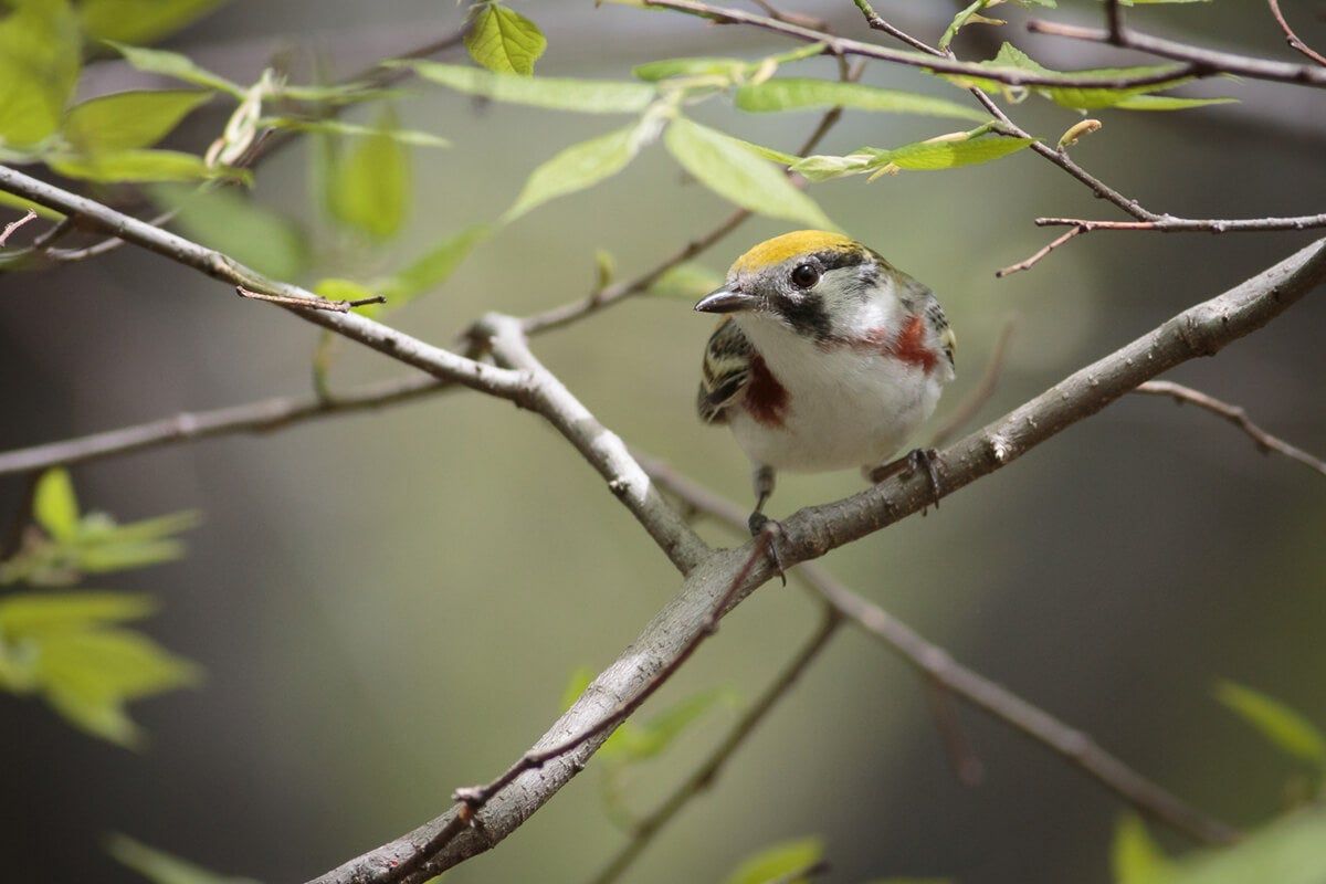 1200x800 Photography 101: Bird Photography