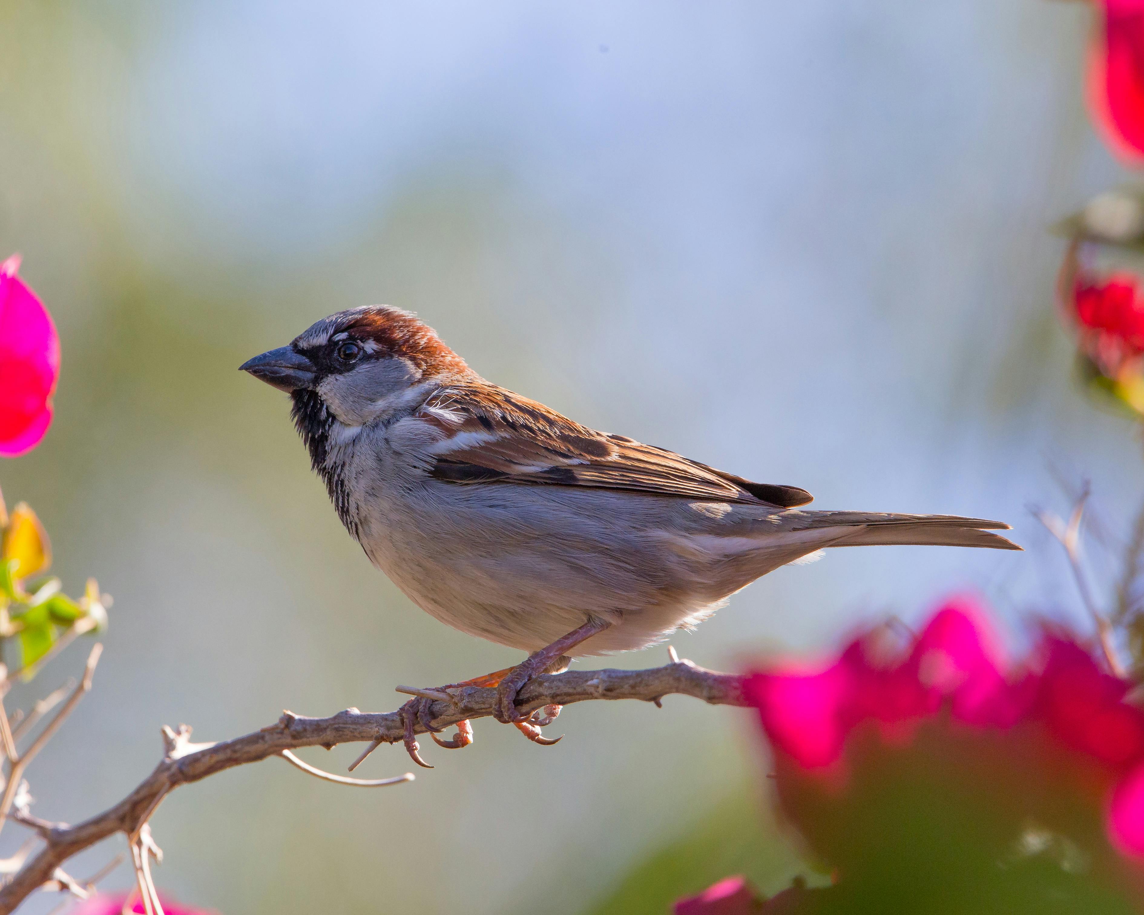 3780x3024 World Sparrow Bird · Free