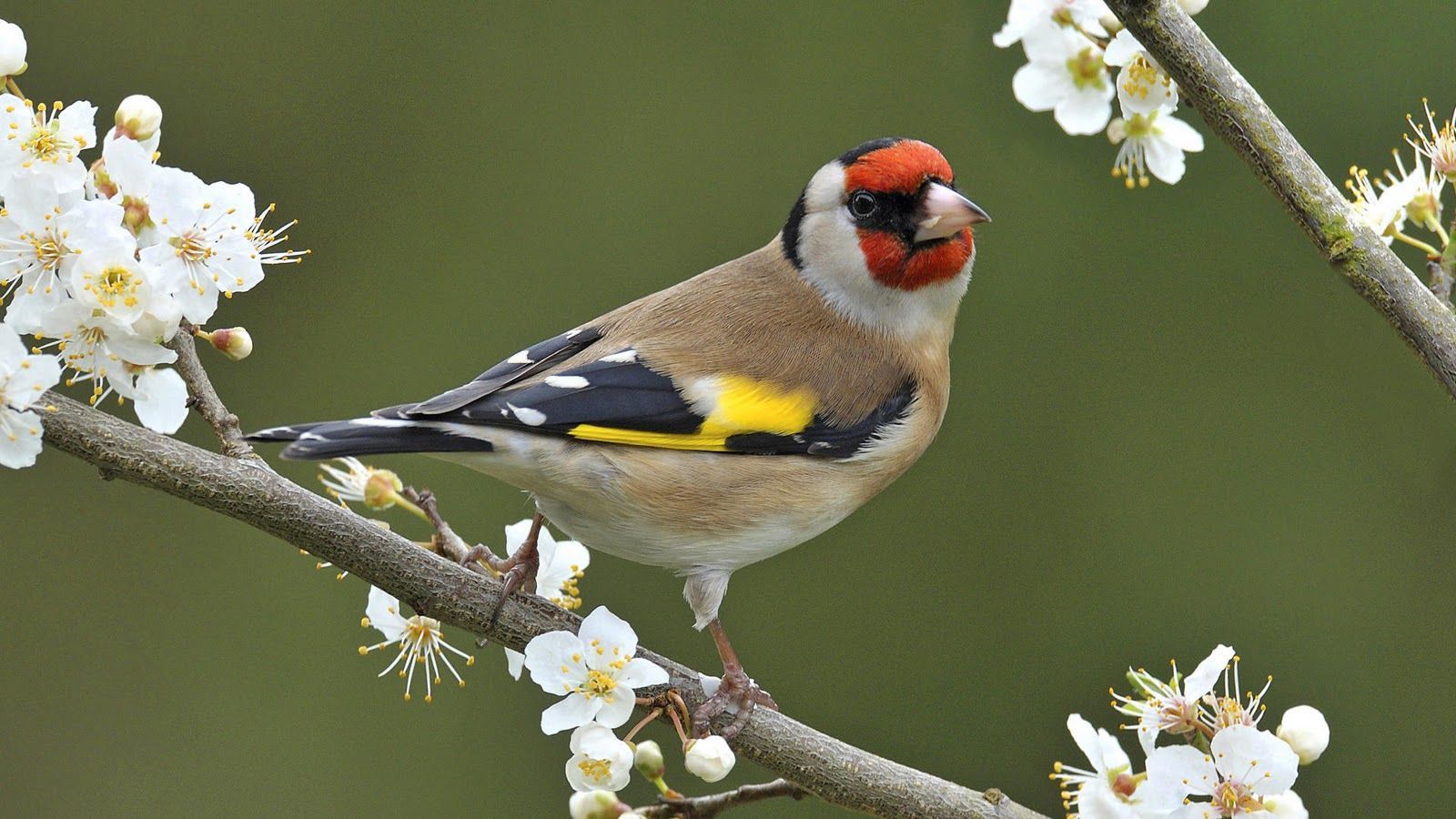 1600x900 Vogels Achtergronden
