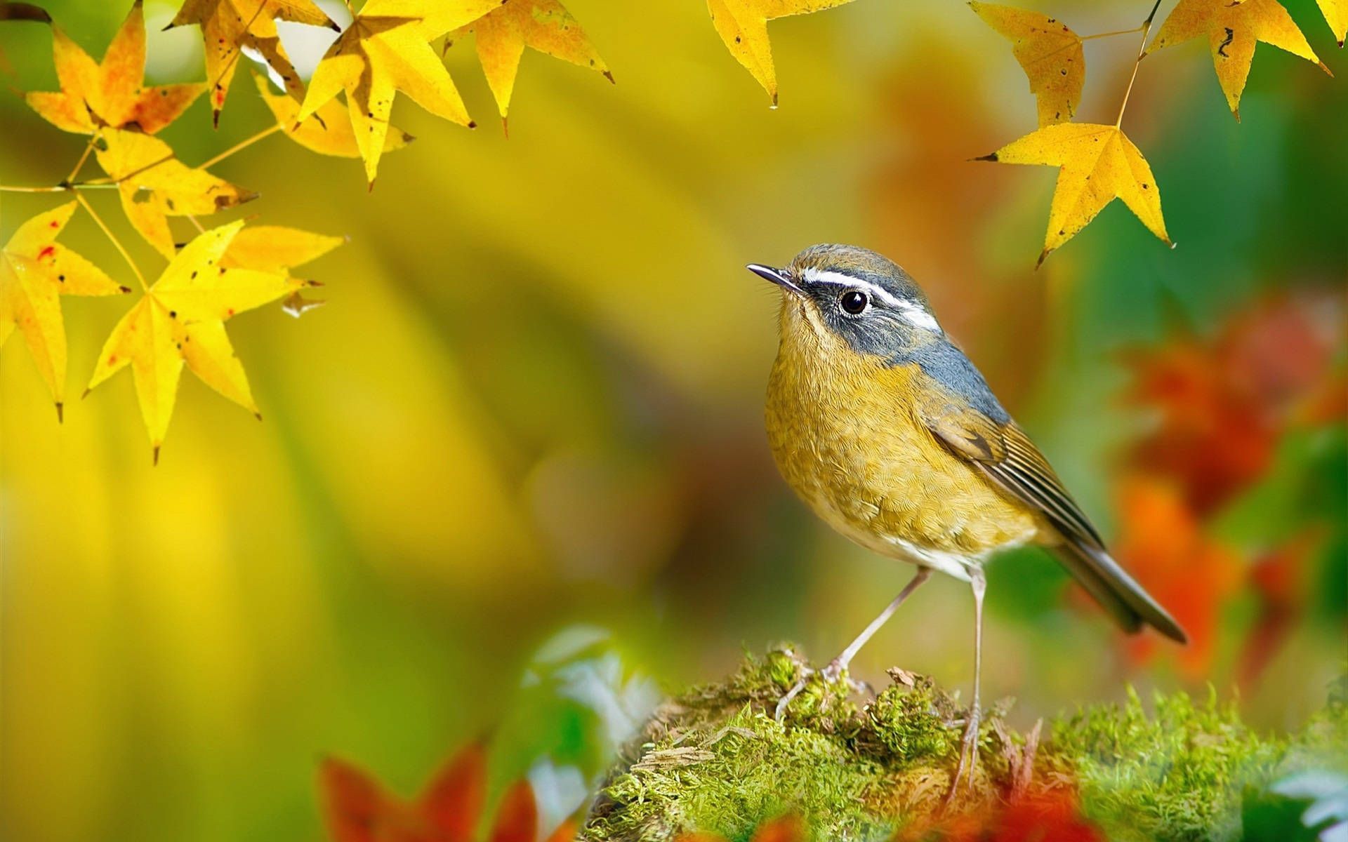 1920x1200 Goldenergelber Vogel Wallpaper