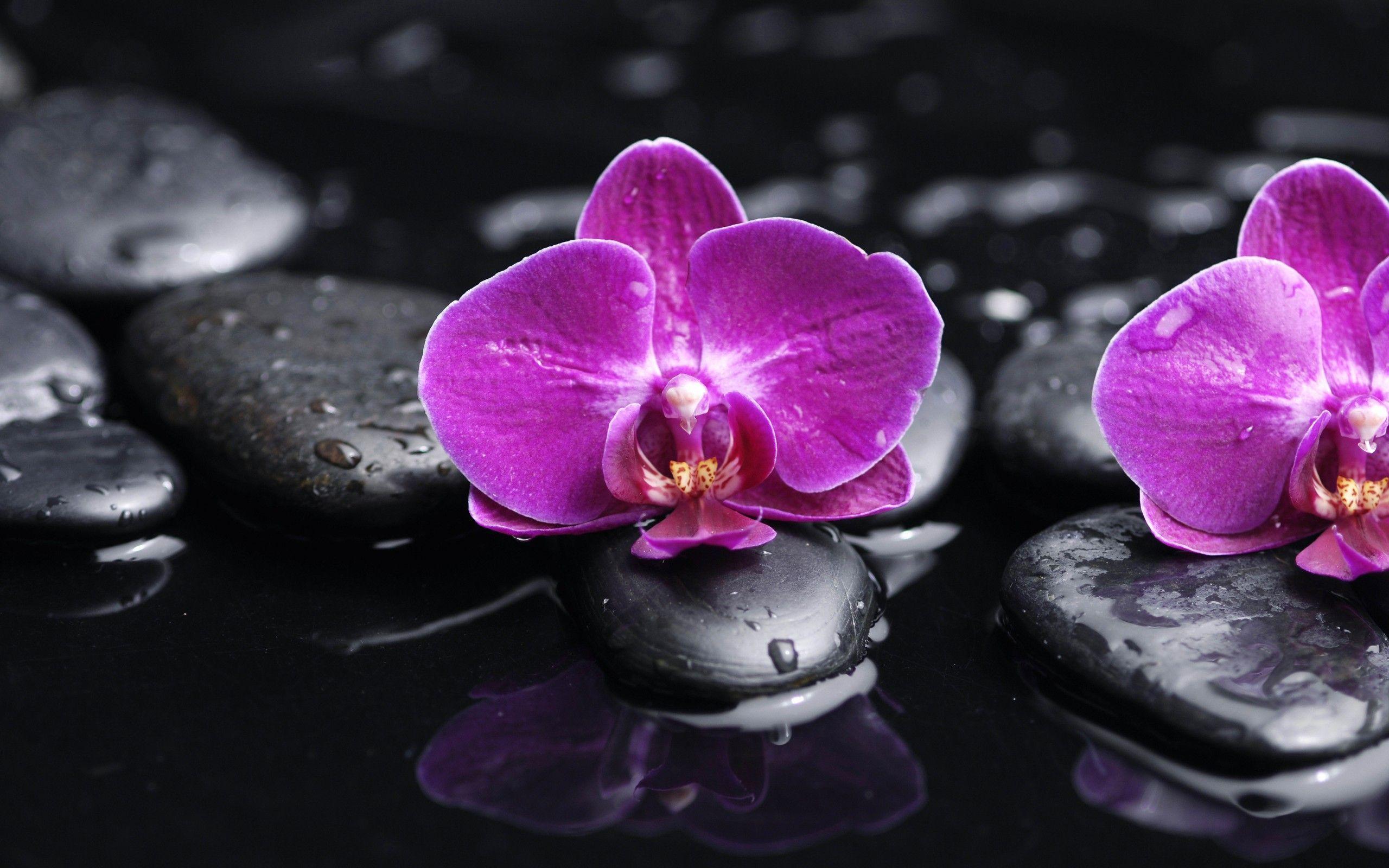2560x1600 Orchid Wallpaper Android Apps on Google Play. HD Wallpaper