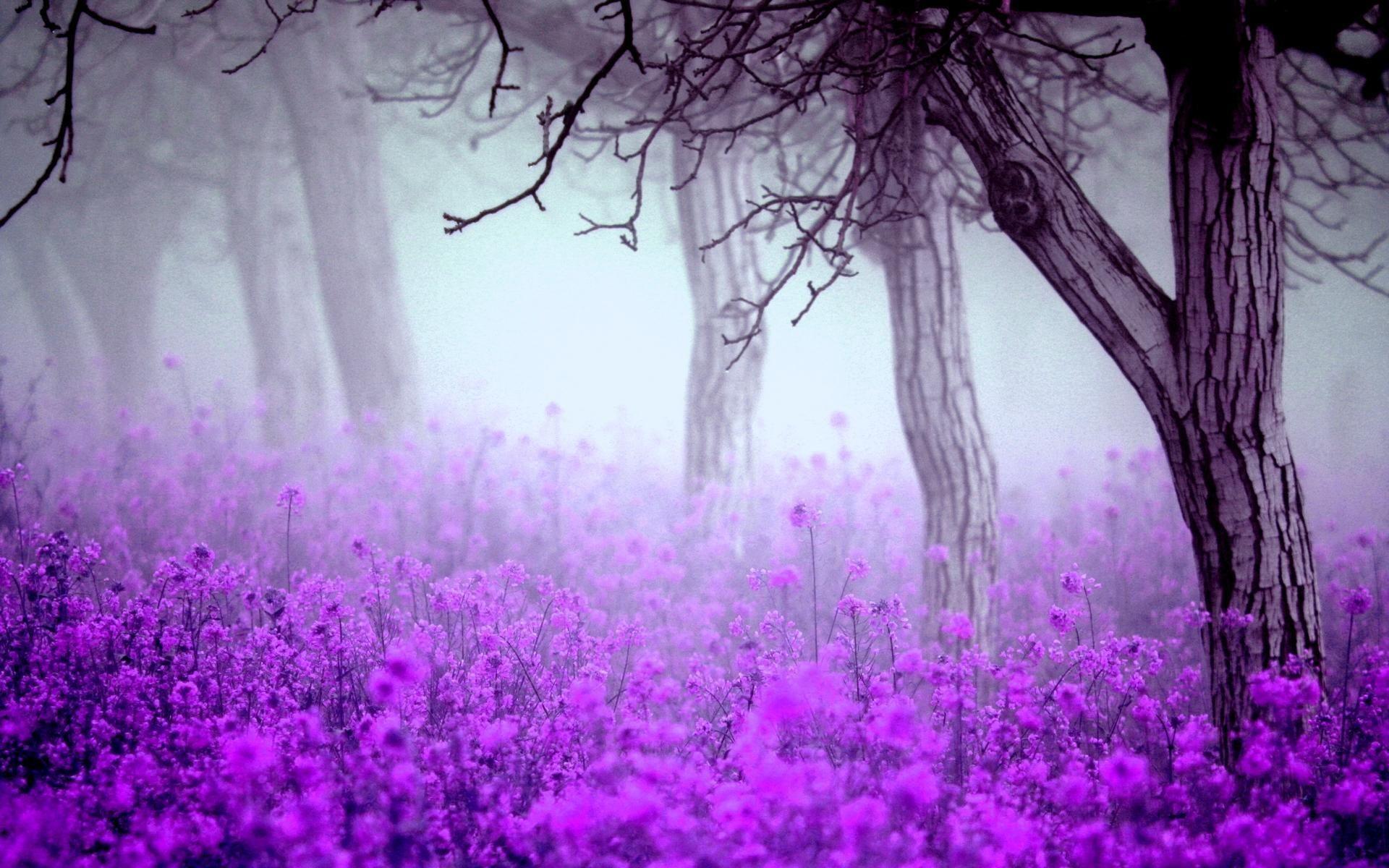 purple lavender wallpaper