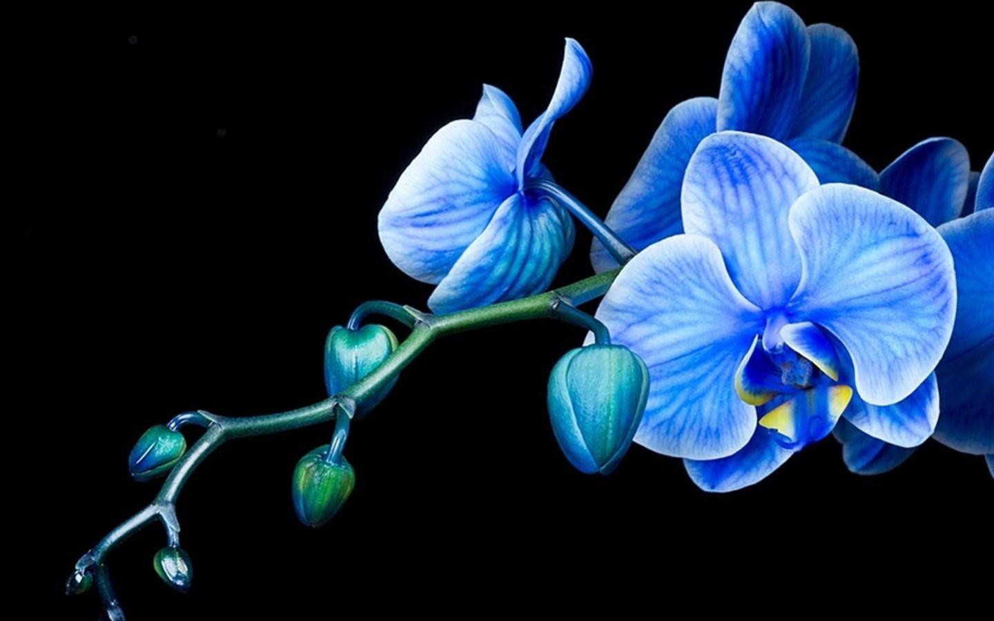 1440x900 Orchid Desktop Wallpaper 06230