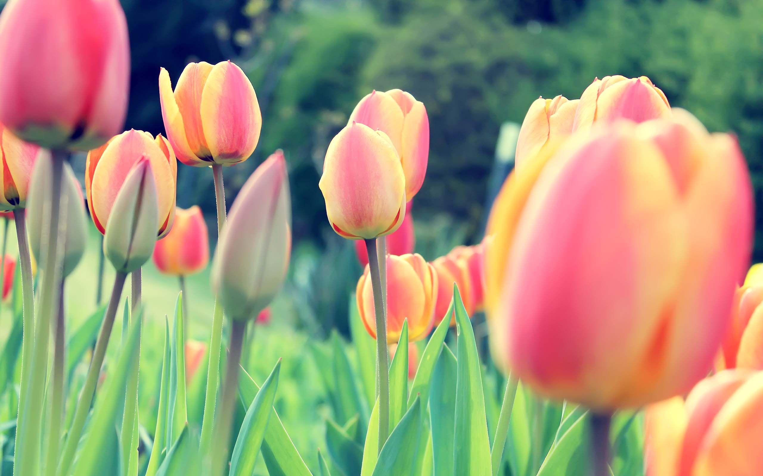 Desktop Wallpapers tulip Yellow Pink color Flowers Many