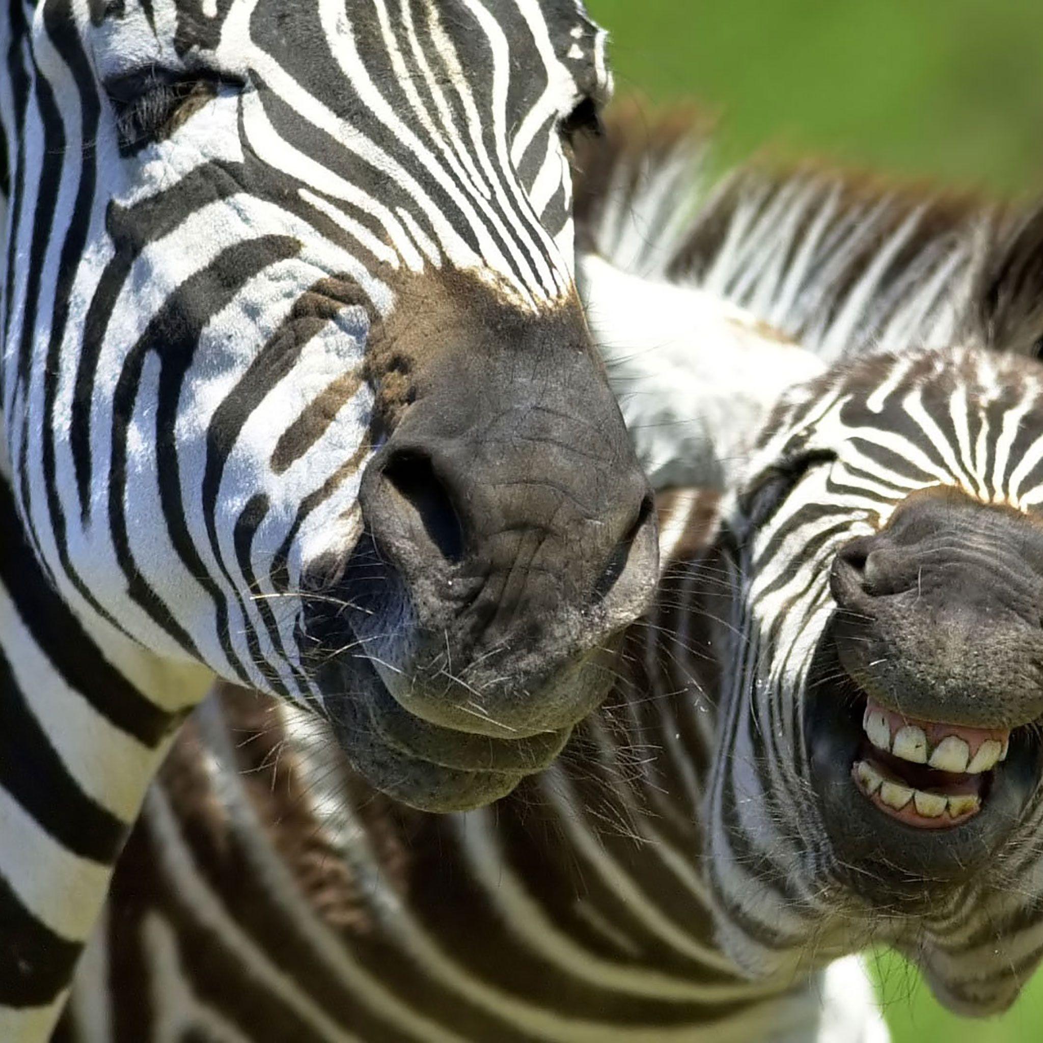 2048x2048 HD Animals iPad Background