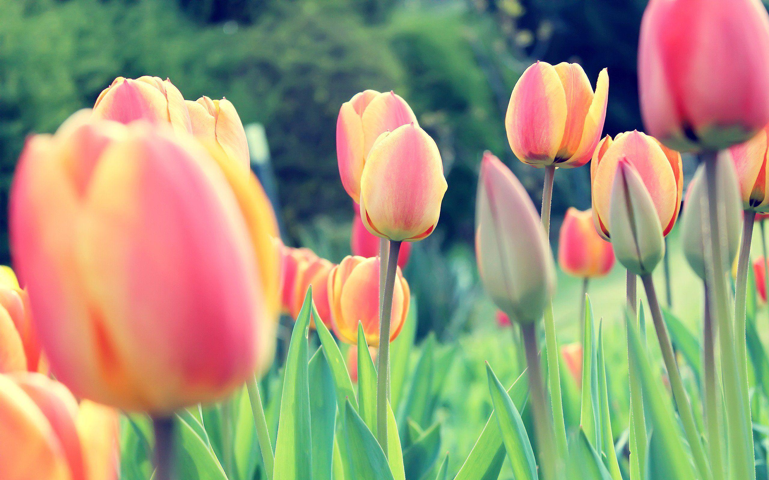 2560x1600 Easter Tulips Chromebook Pixel HD 4k Wallpaper