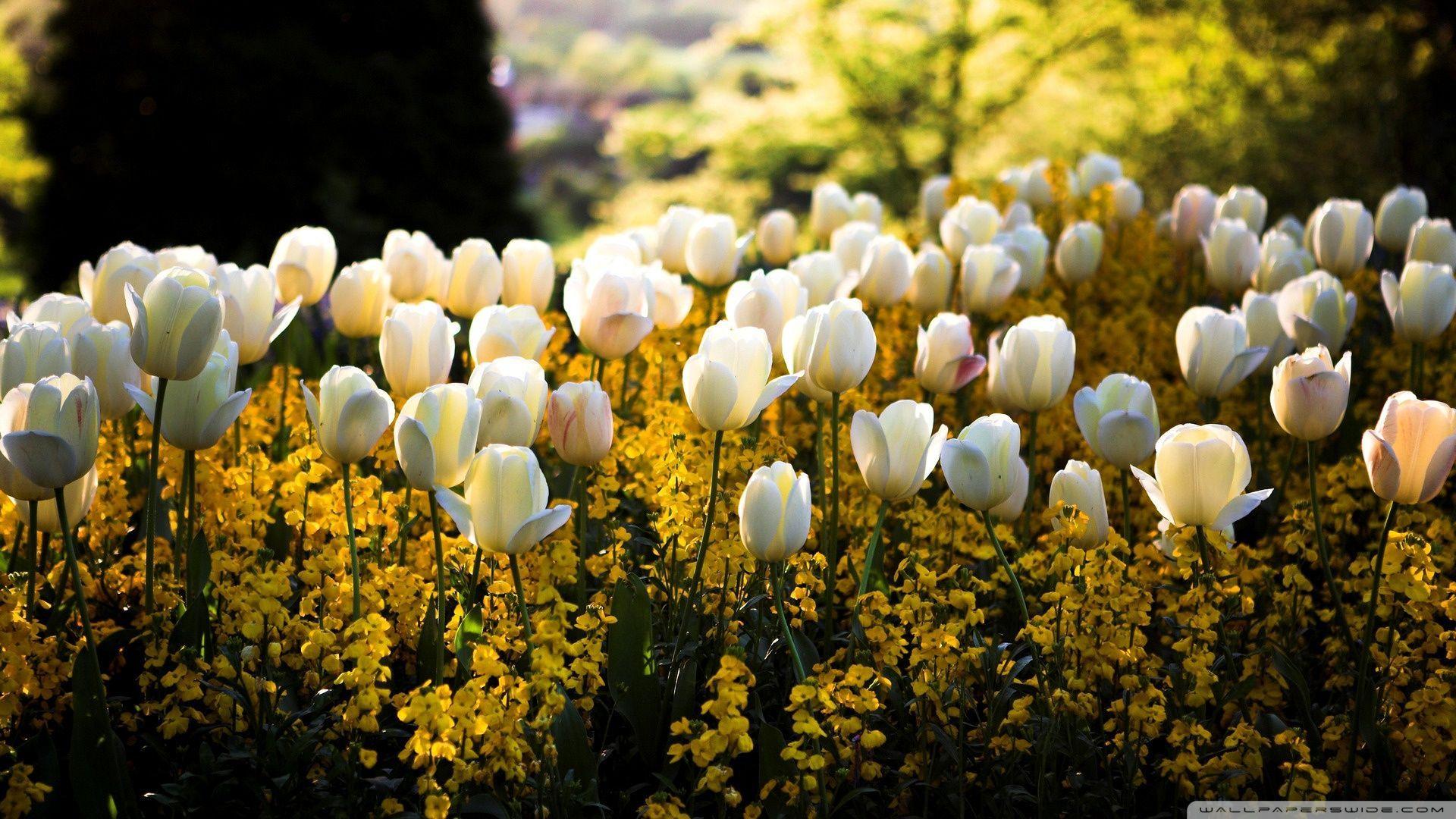 1920x1080 Tulip Desktop Wallpaper