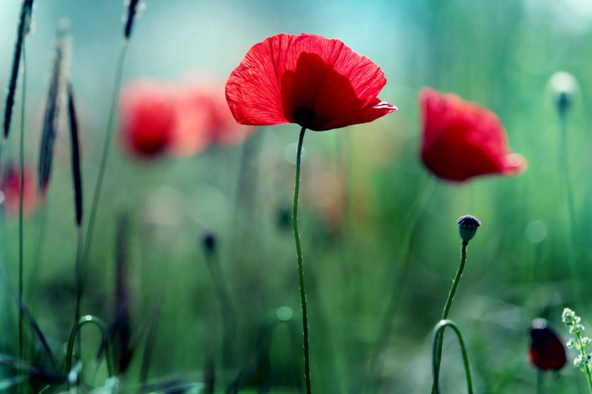 Poppy Desktop Wallpapers - Top Free Poppy Desktop Backgrounds ...