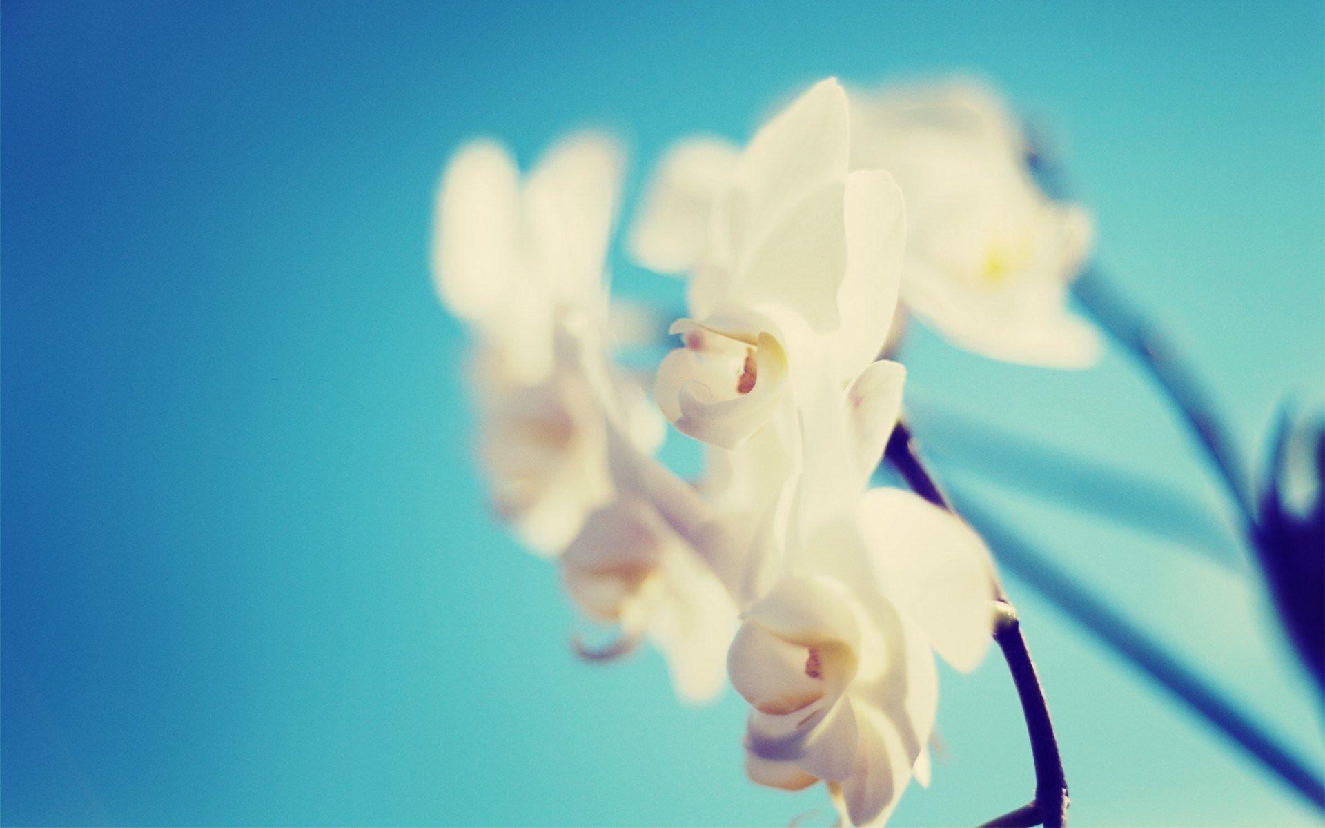 1920x1200 White Orchid Blue Background Desktop Wallpaper
