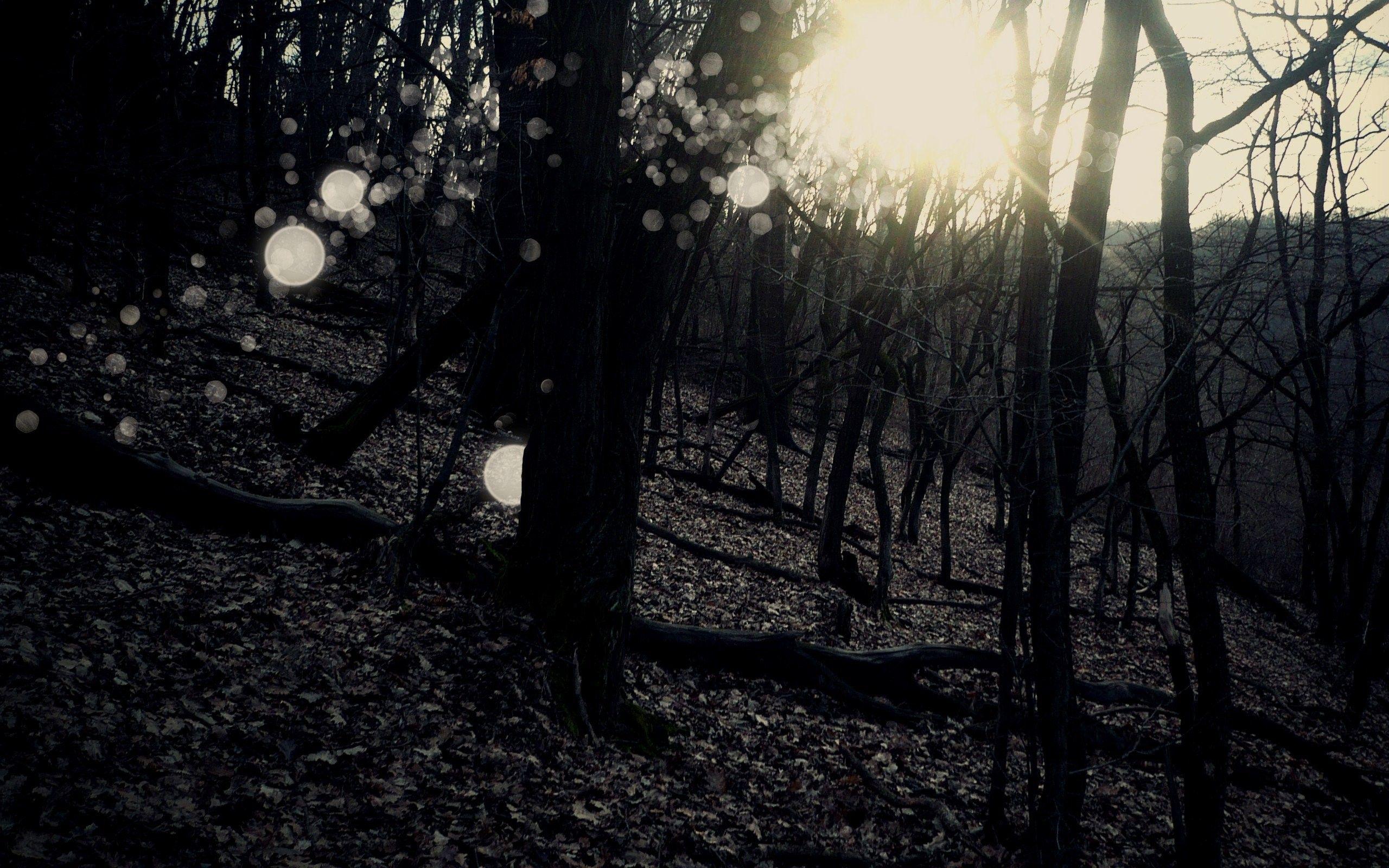 2560x1600 Light, trees, Forests, Landscape, Sunlight, Desktop