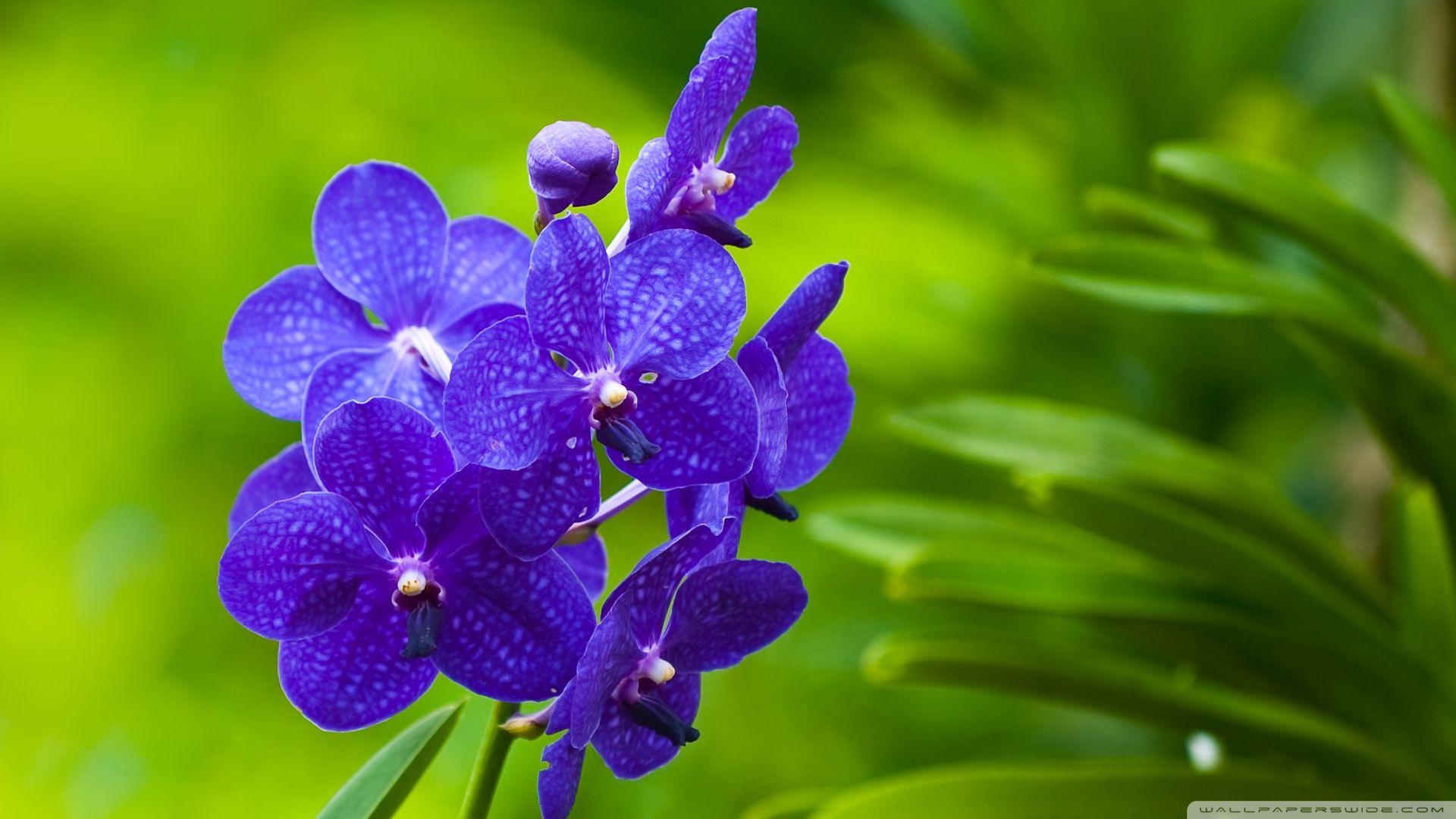 1920x1080 Blue Orchids ❤ 4K HD Desktop Wallpaper for 4K Ultra HD TV