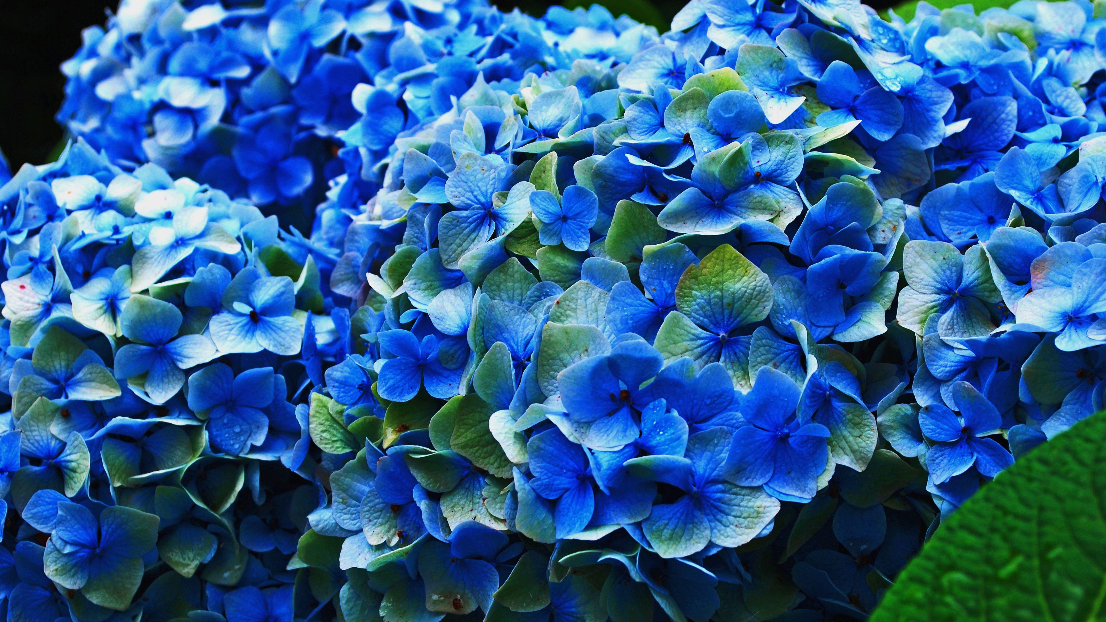HD wallpaper closeup photo of blue petaled flowers hydrangea hydrangea  flower  Wallpaper Flare