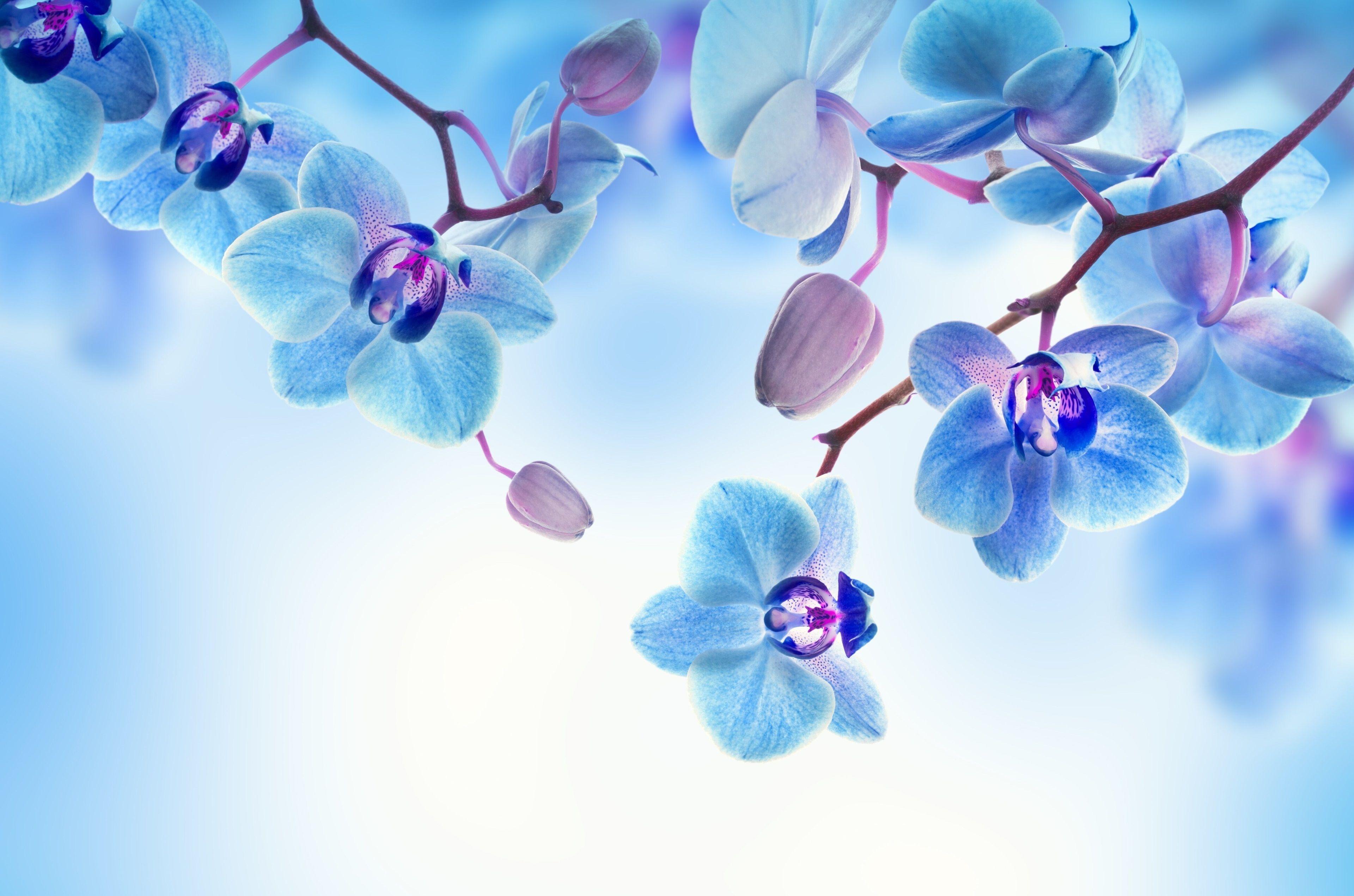 3840x2542 3840x2542 orchid 4k HD wallpaper in desktop. Nature