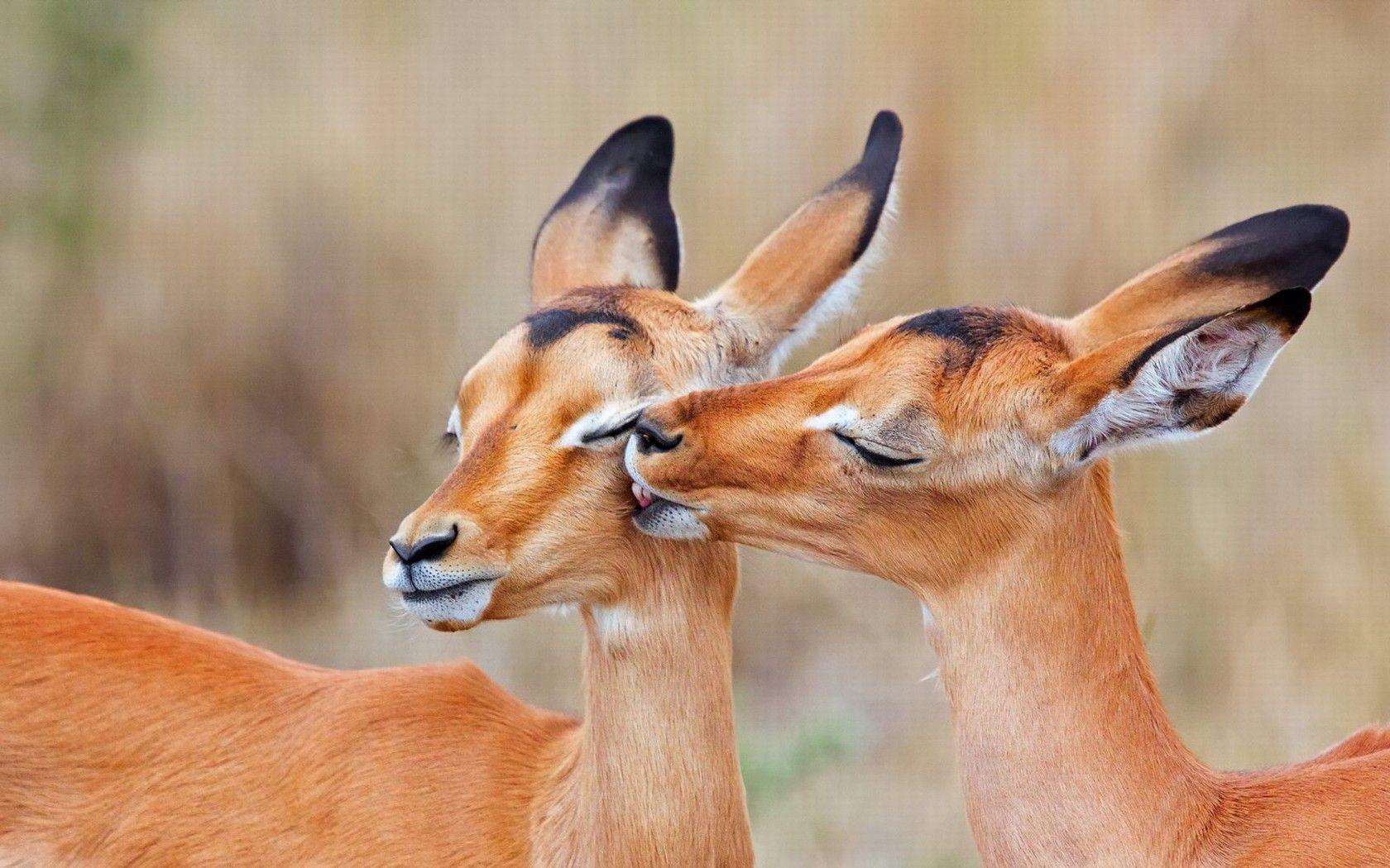 1680x1050 Impala Animal HD Wallpaper :