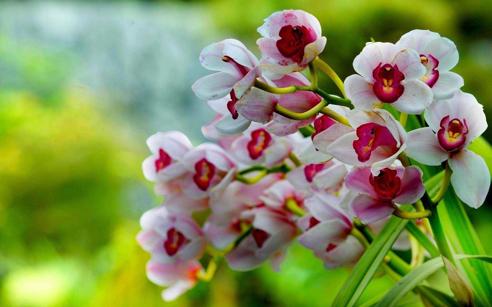 1920x1200 White Orchid Wallpaper