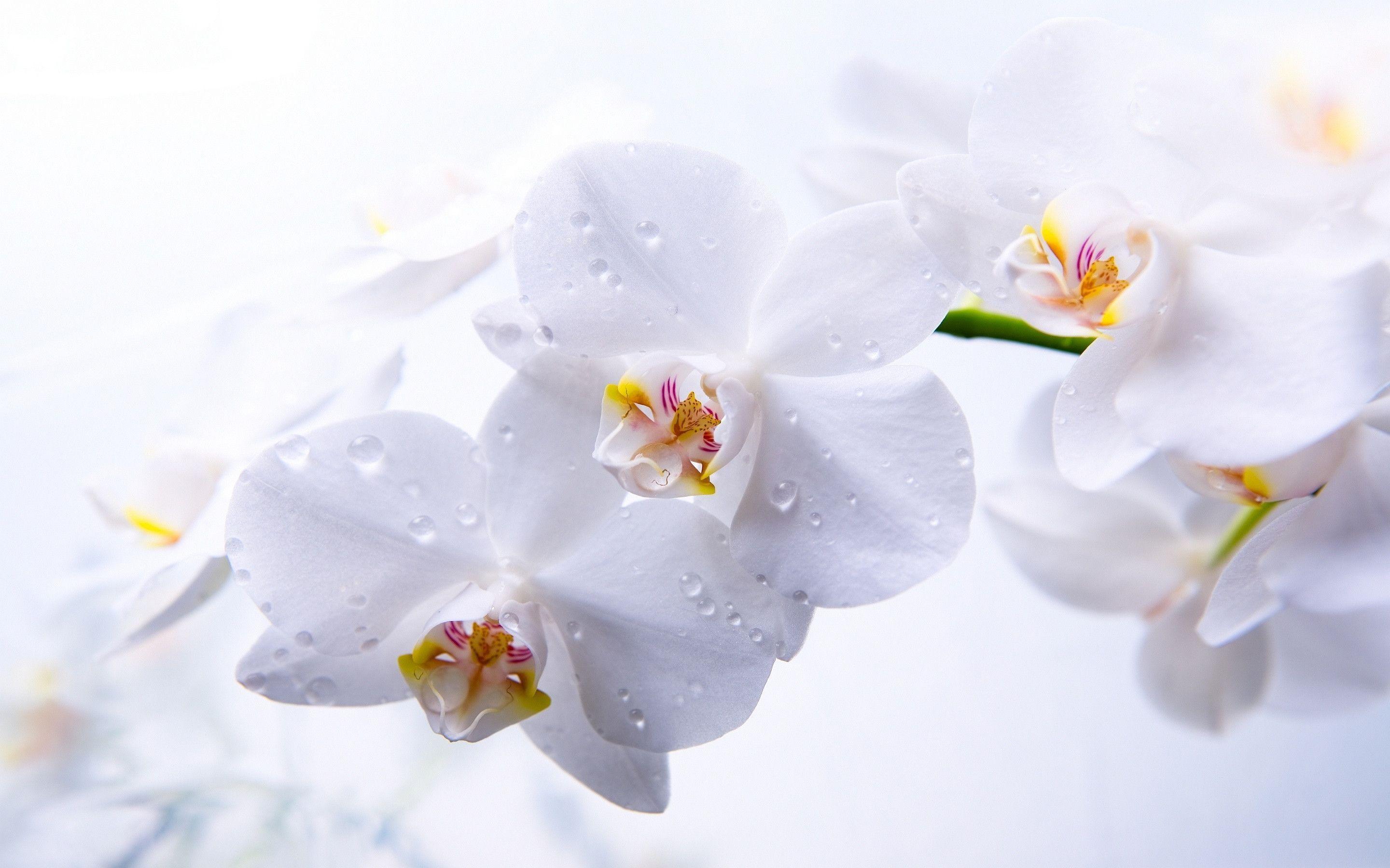 2880x1800 Orchid Wallpaper HD wallpaper search. h in 2019