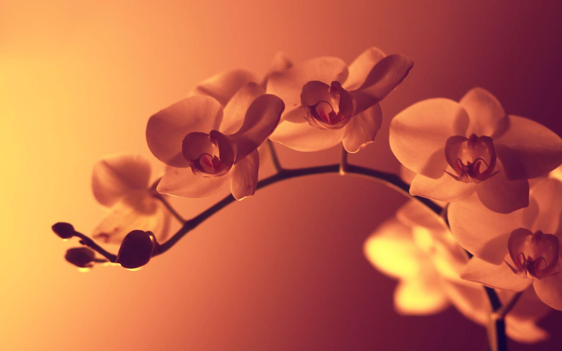 1920x1200 Gorgeous HD Orchid Flowers Wallpaper