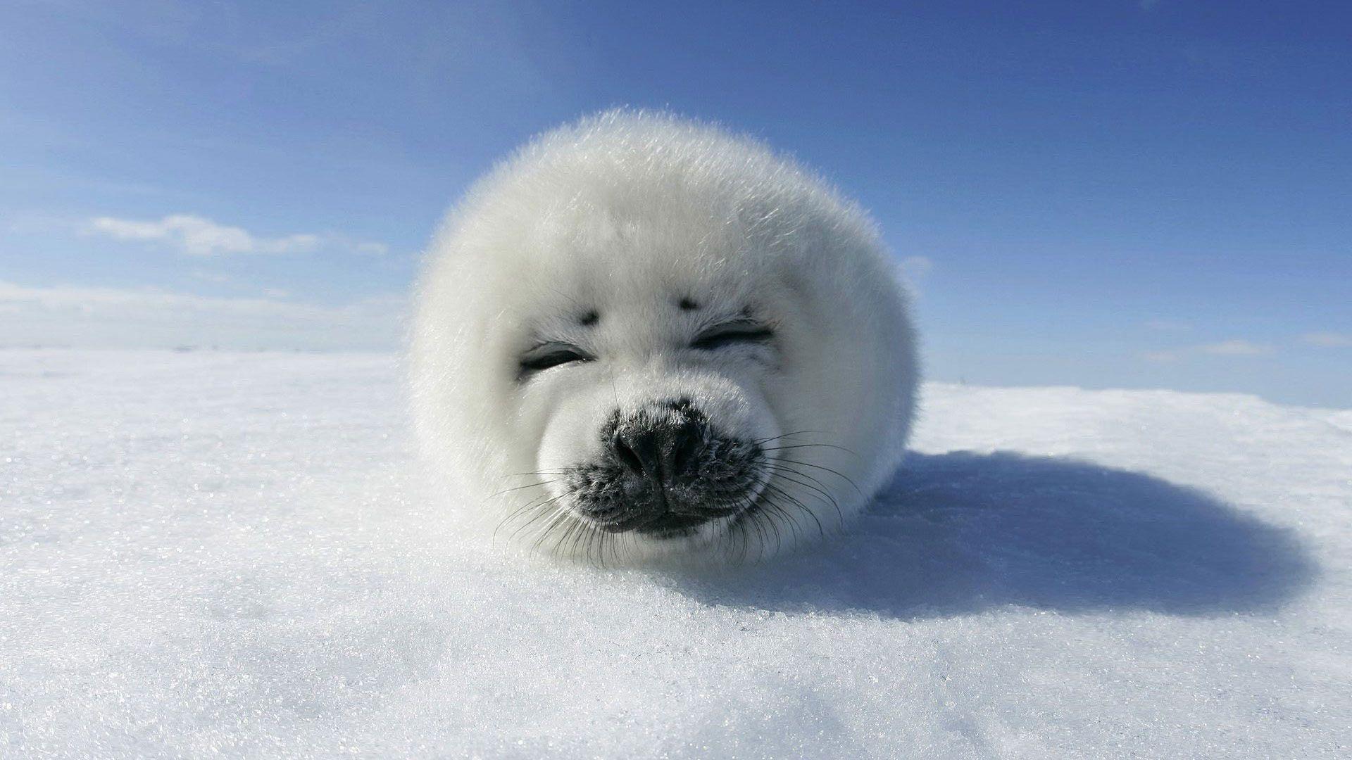 1920x1080 animal wallpaper hd