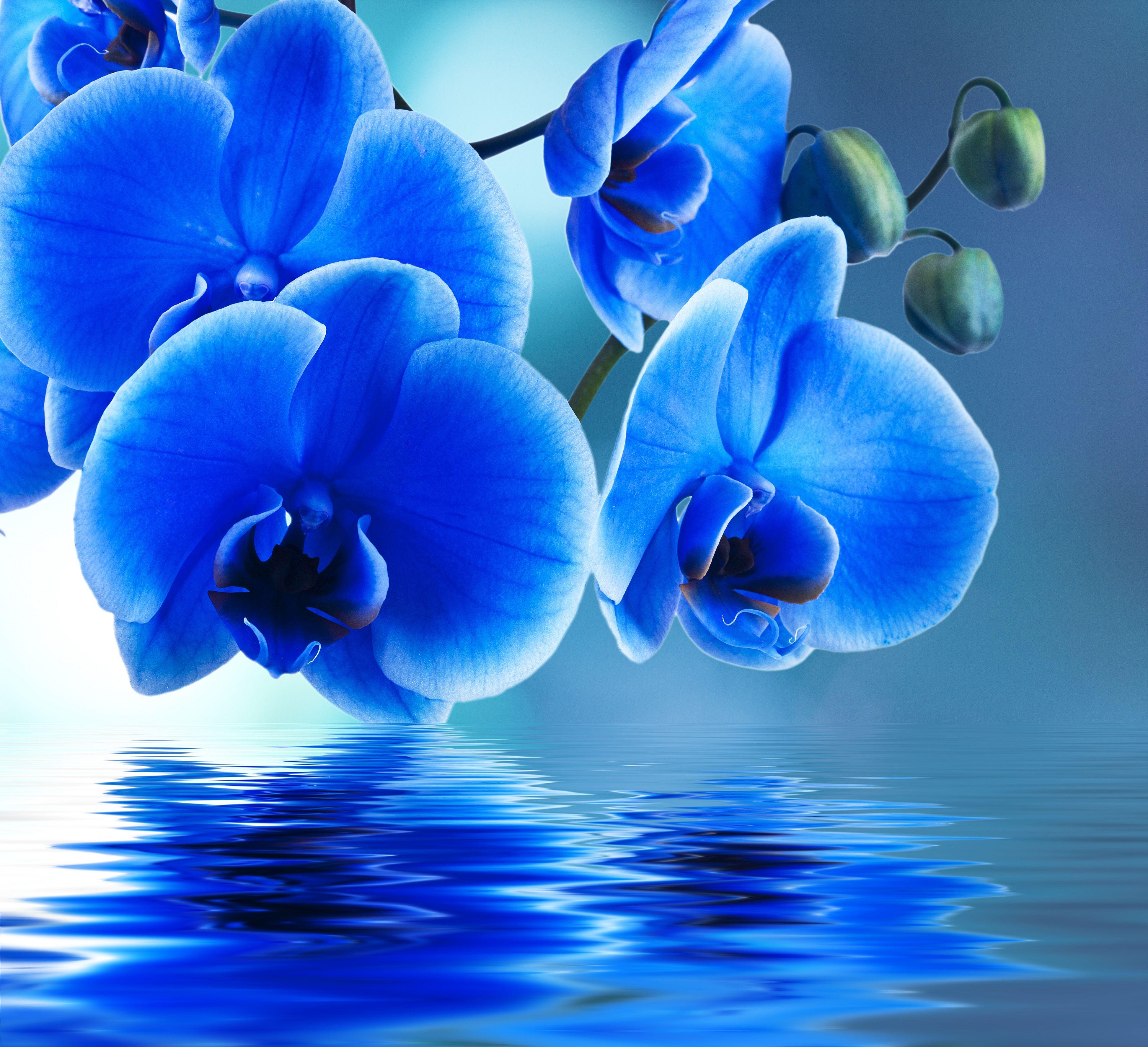 3888x3545 Free download Blue Orchid Reflection Desktop Background