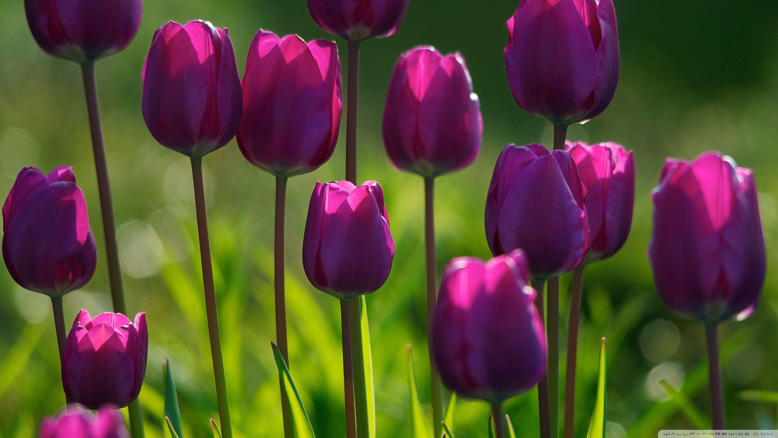 2560x1440 Tulips HD Wallpaper