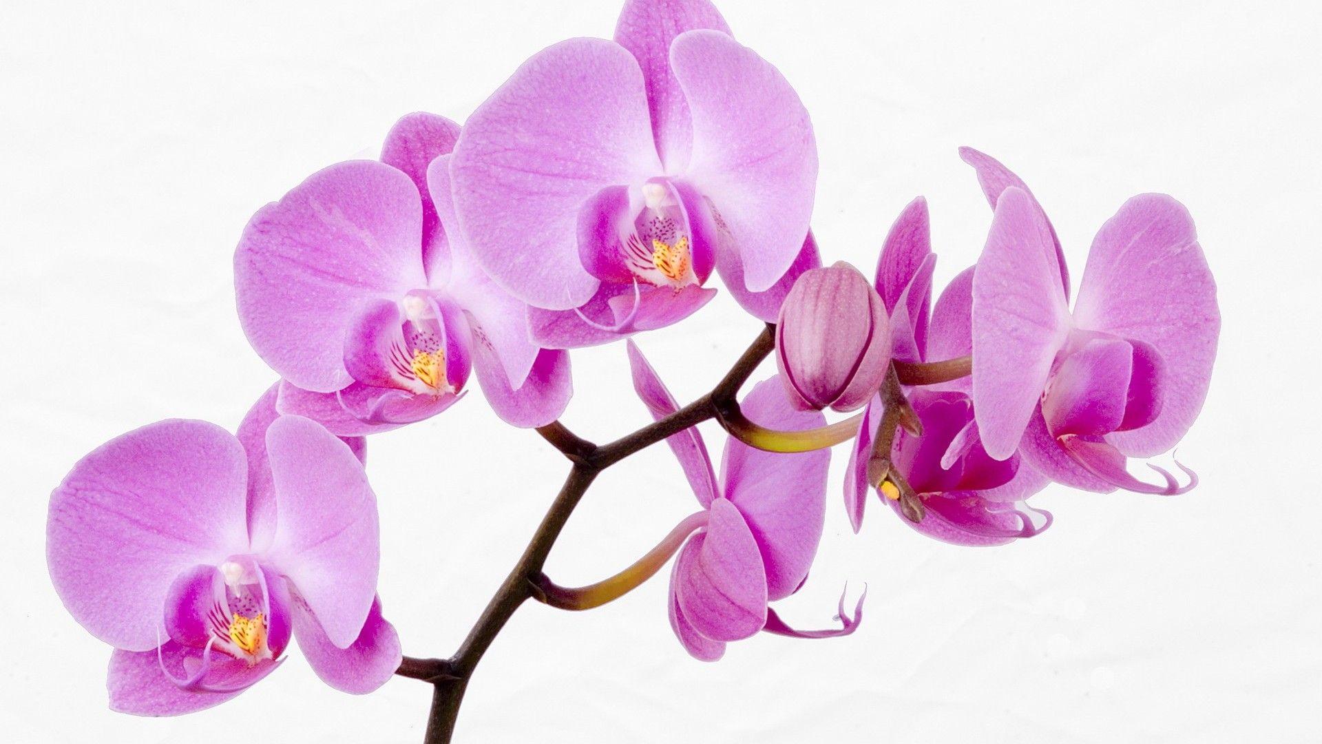 1920x1080 Orchids Wallpaper