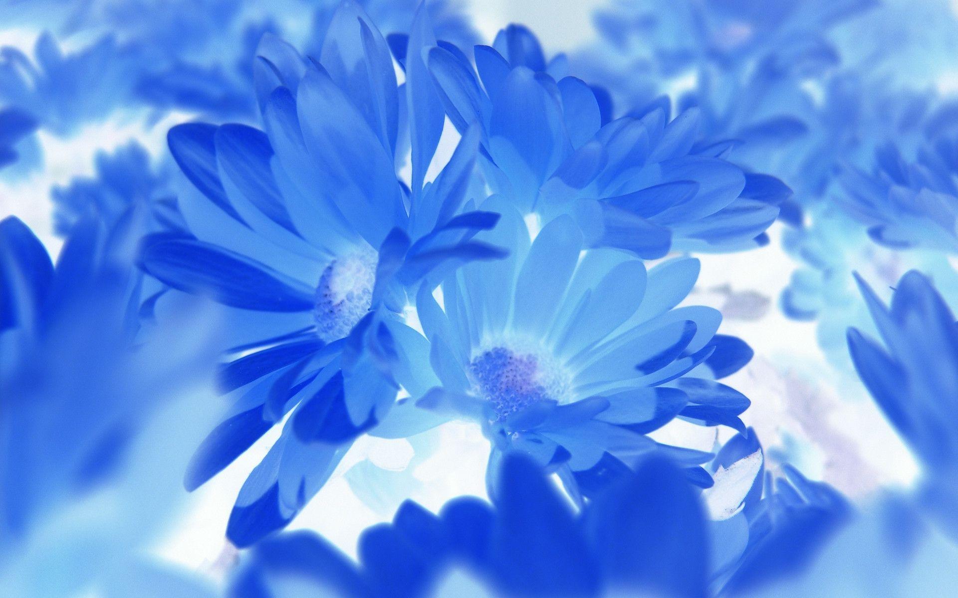 Blue Flower Desktop Wallpapers - Top Free Blue Flower Desktop ...