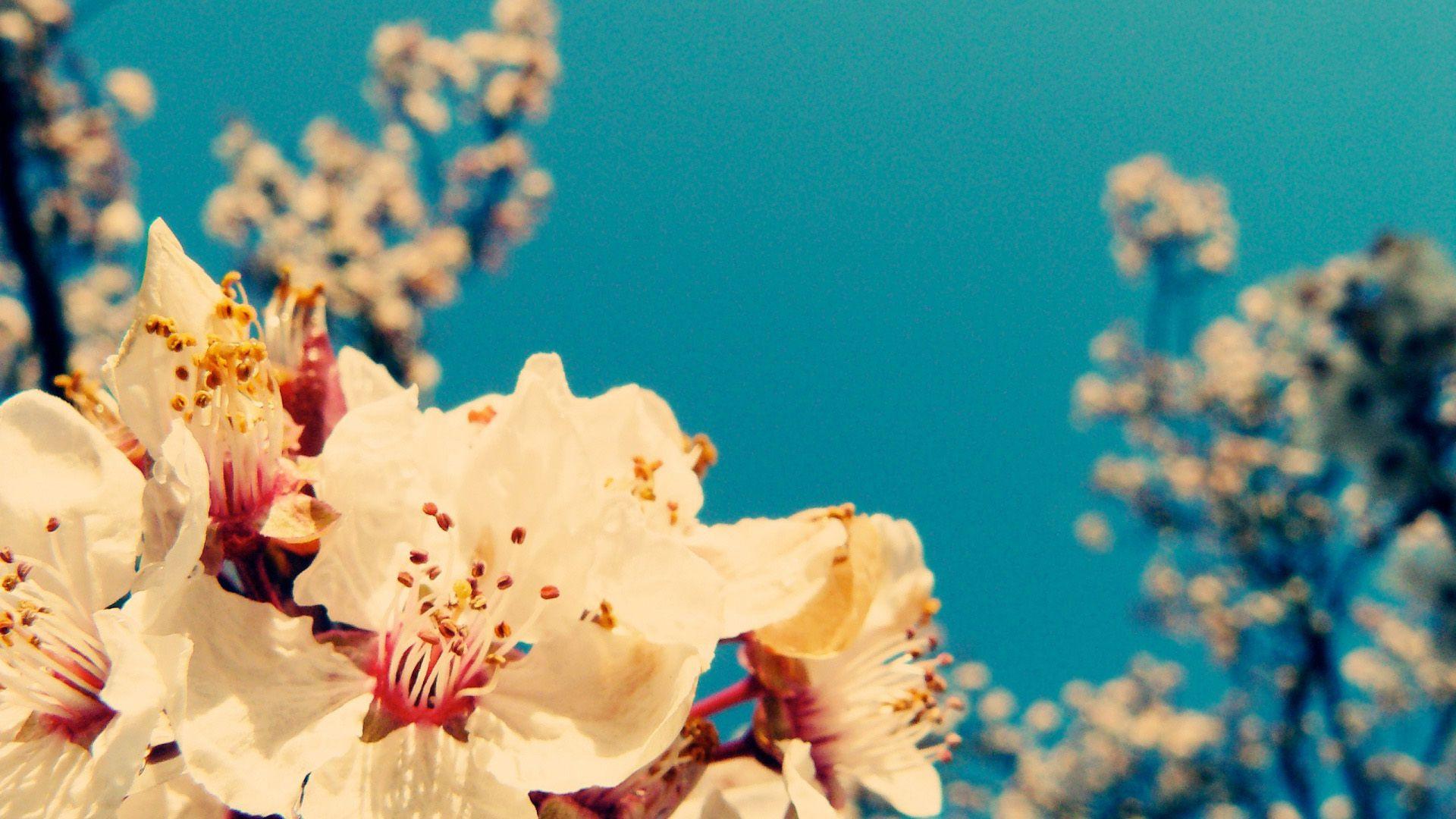 1920x1080 Vintage Flower hình nền https://wallpaperaccess.com/full/1324103.jpg