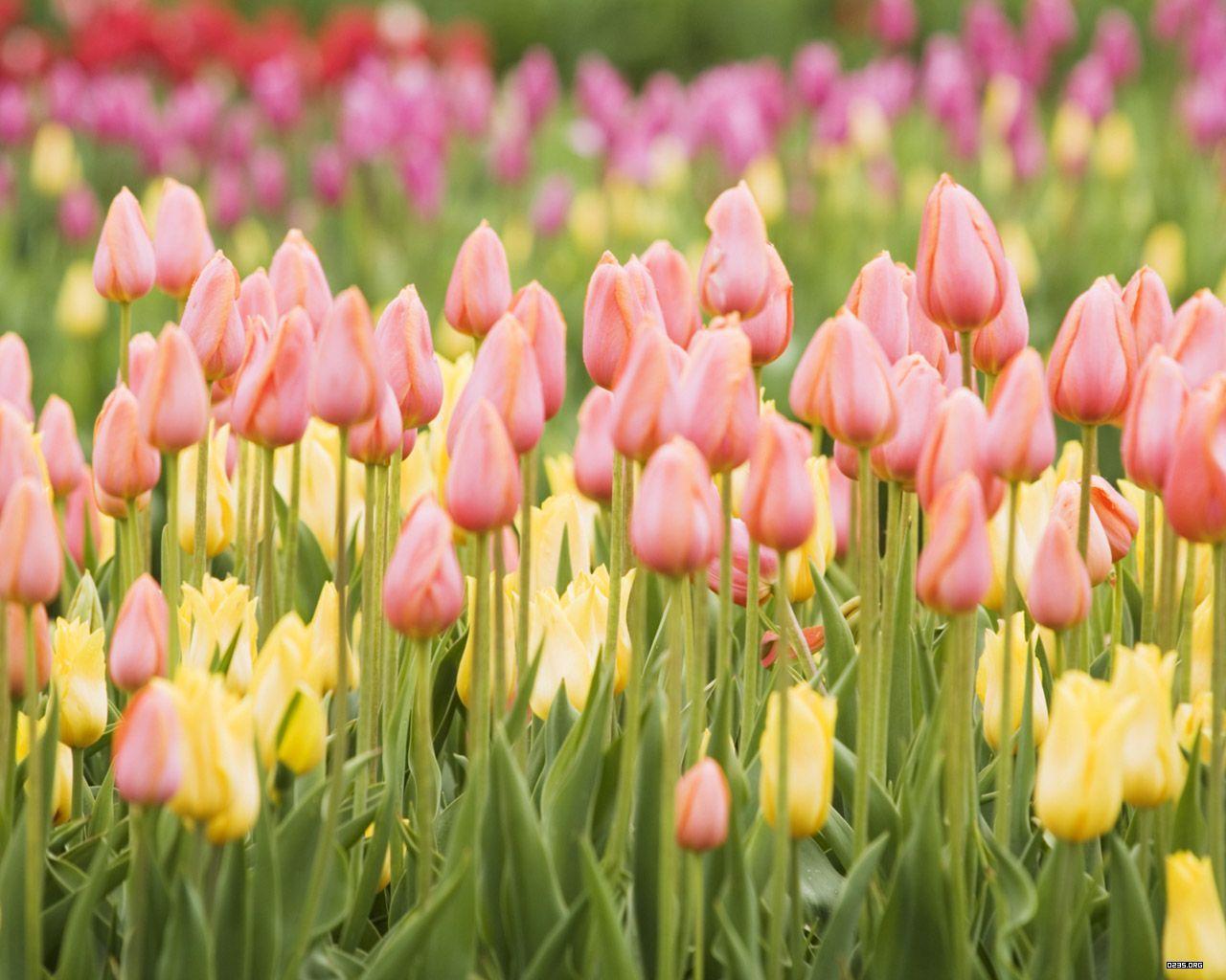 1280x1024 Tulip Wallpaper