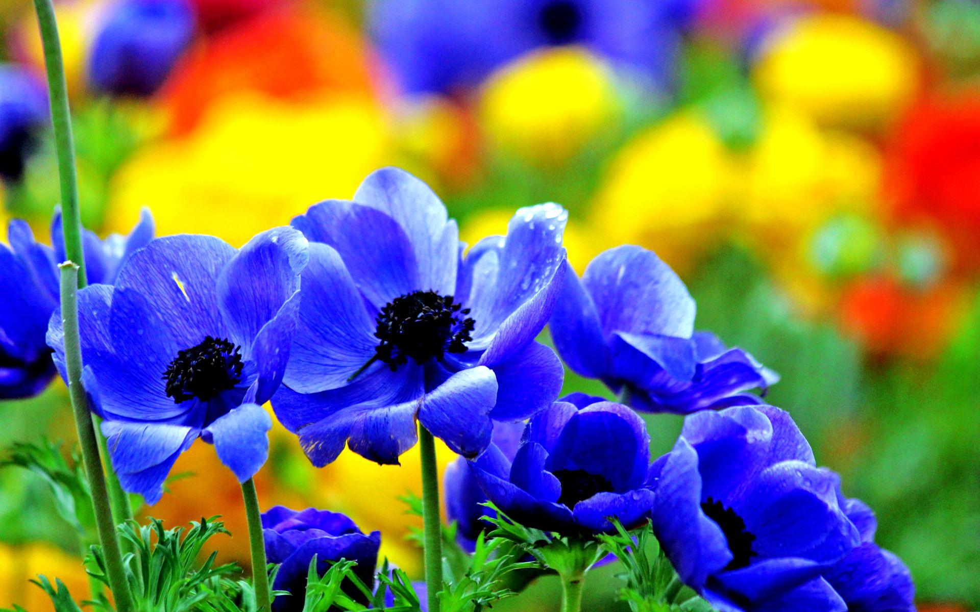 Blue Flower Desktop Wallpapers - Top Free Blue Flower Desktop ...