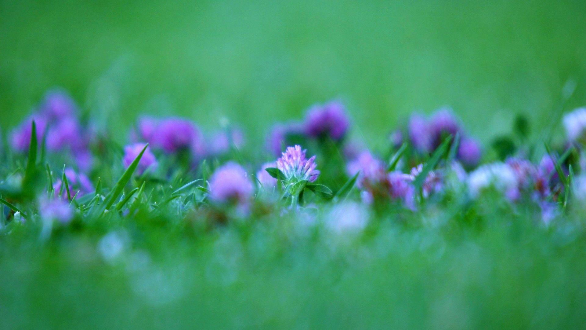 1920x1080 Windows 7 purple flower wallpaper