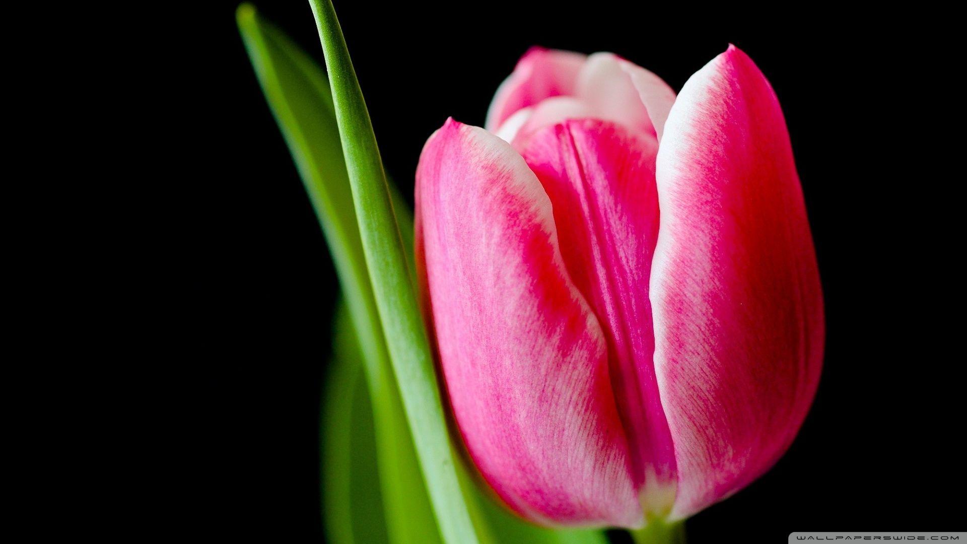 1920x1080 Cute Pink Tulip Flower ❤ 4K HD Desktop Wallpaper for 4K