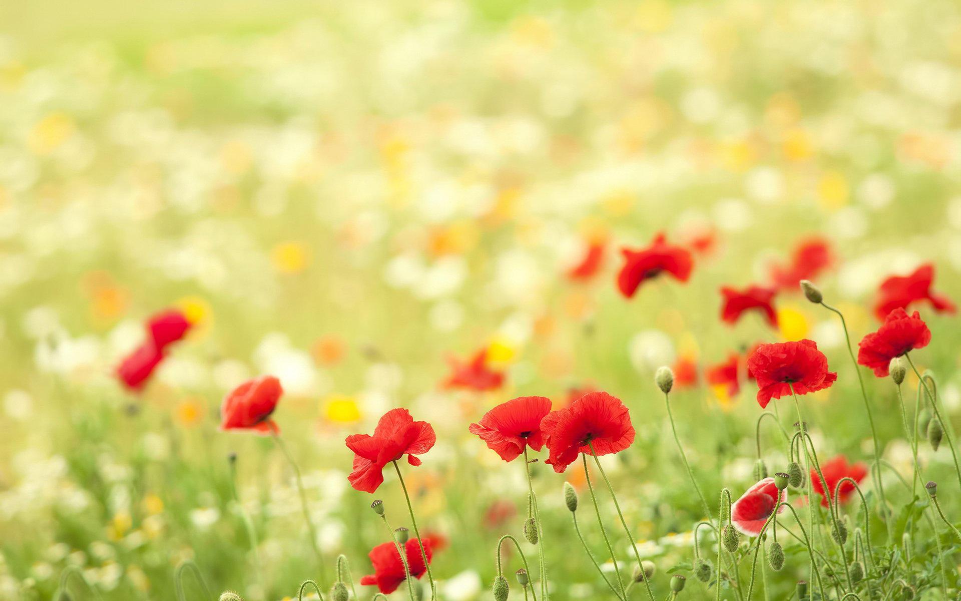 1920x1200 Red Poppy Flowers on Desktop Wallpaper # 1920x1200