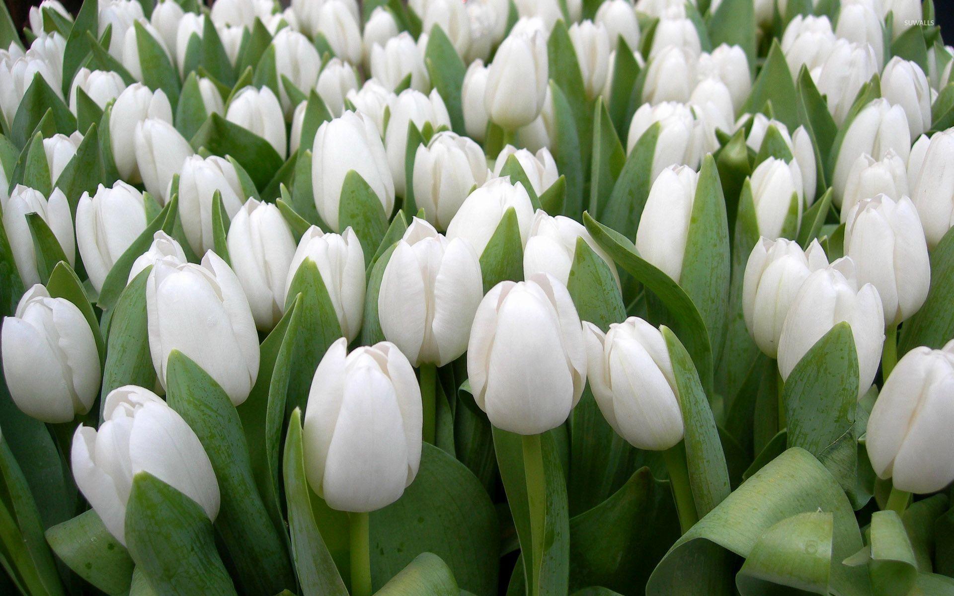 White Tulips Wallpapers - Top Free White Tulips Backgrounds