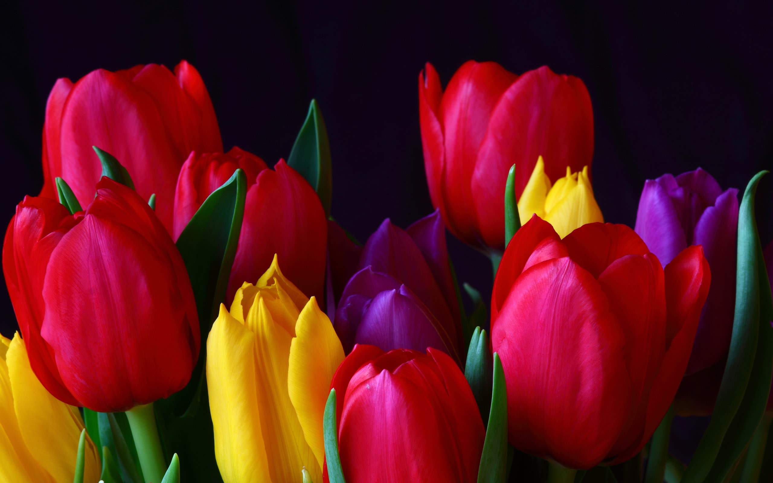 2560x1600 Beautiful Tulips Flowers wallpaperx1600
