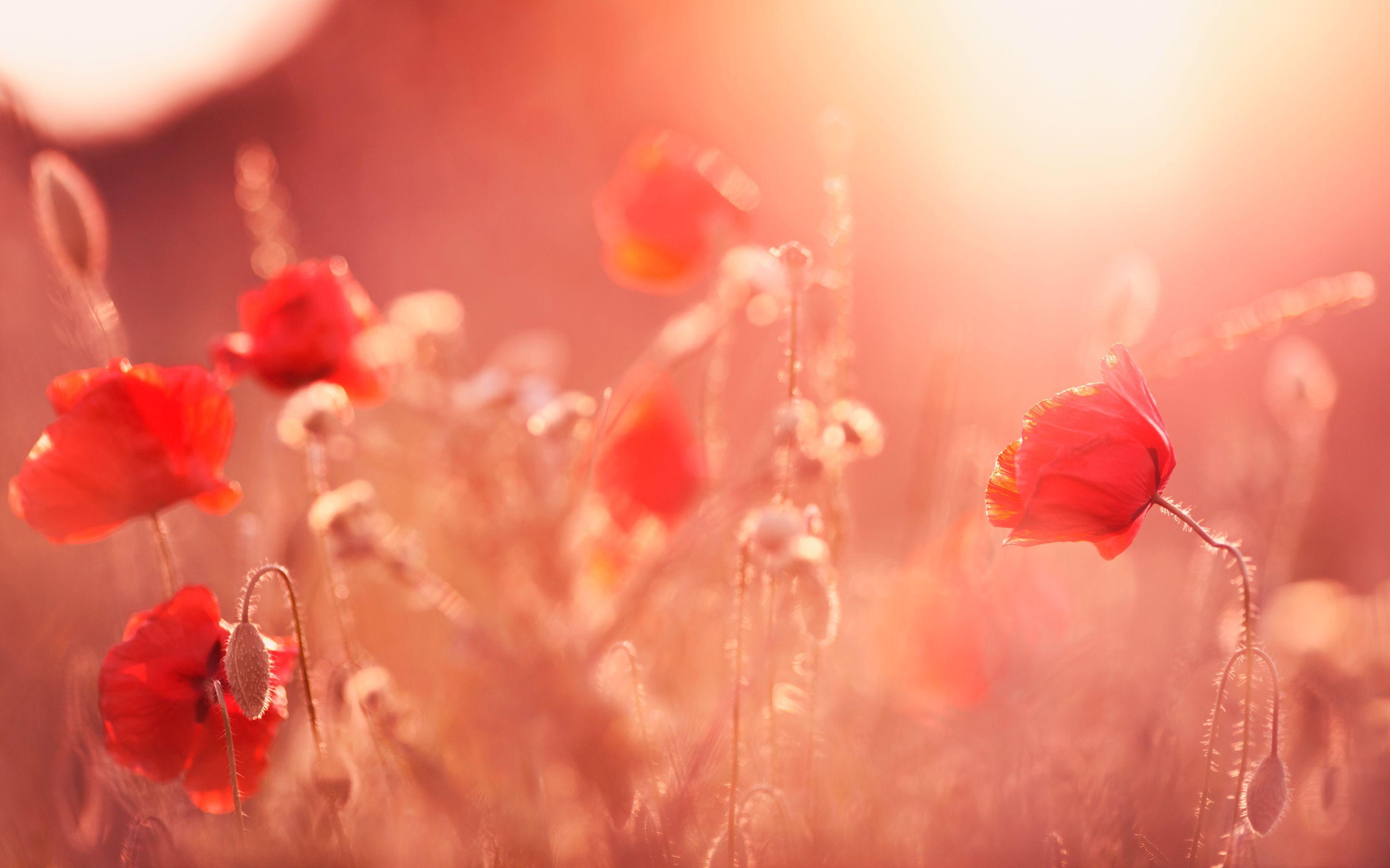 Poppy Desktop Wallpapers - Top Free Poppy Desktop Backgrounds