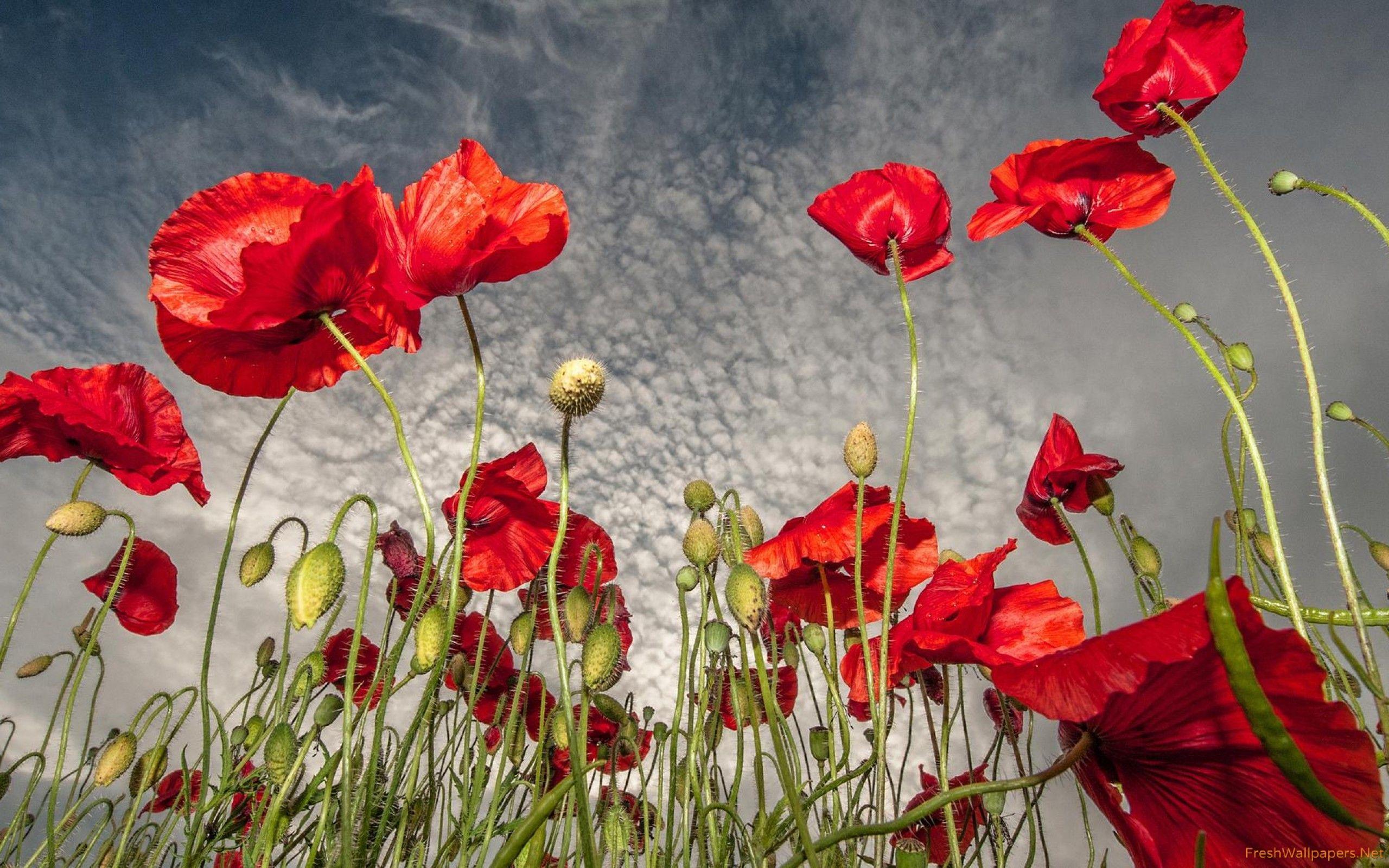 Poppy Desktop Wallpapers - Top Free Poppy Desktop Backgrounds 