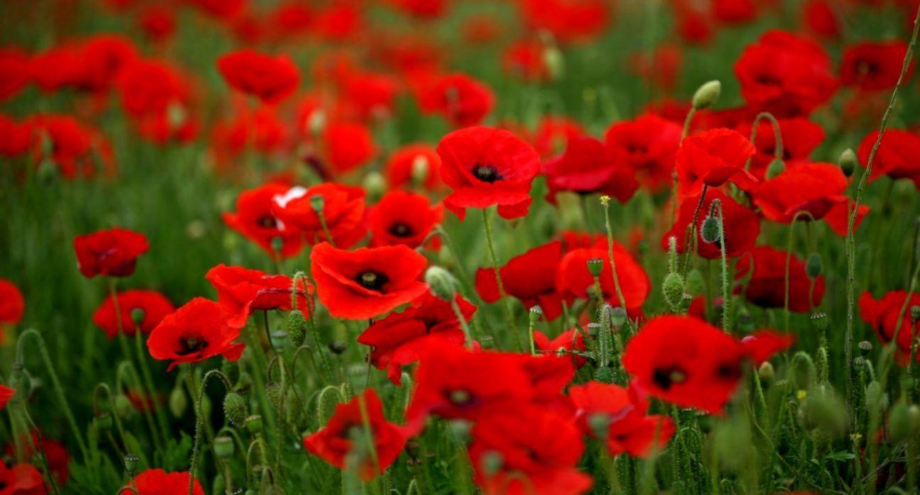 1297x698 Field Flowers Poppies Nature HD Wallpaper