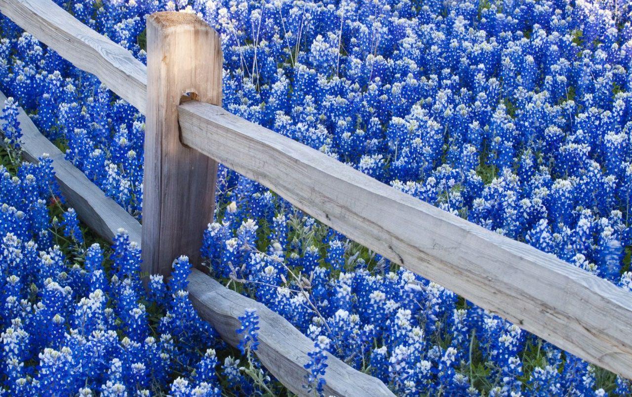 1280x804 Blue Flowers Field wallpaper. Blue Flowers Field