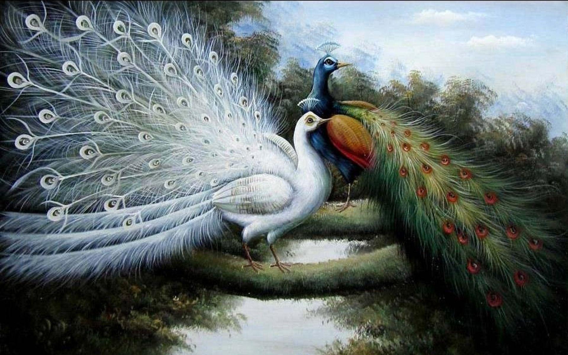 1920x1200 Brilliant Peacocks desktop PC and Mac wallpaper