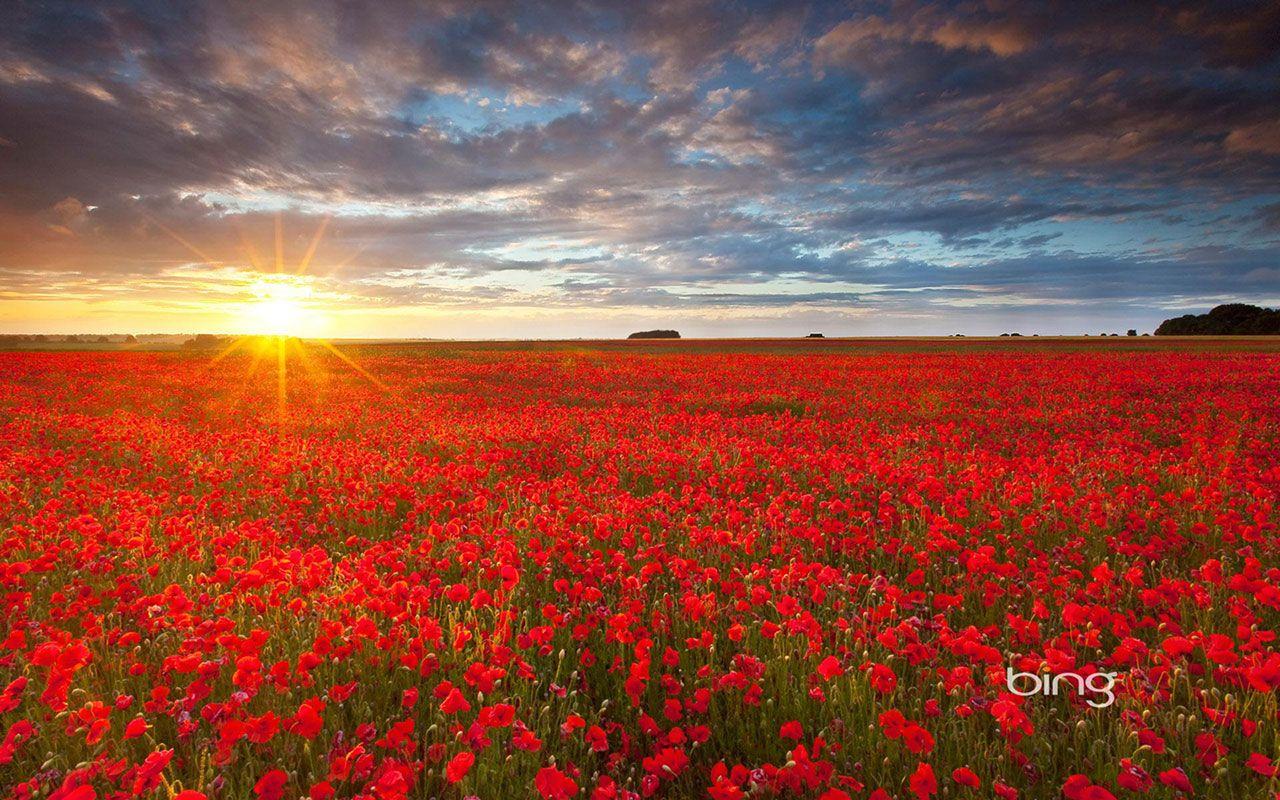 1280x800 Free download bing theme of photography red flowers