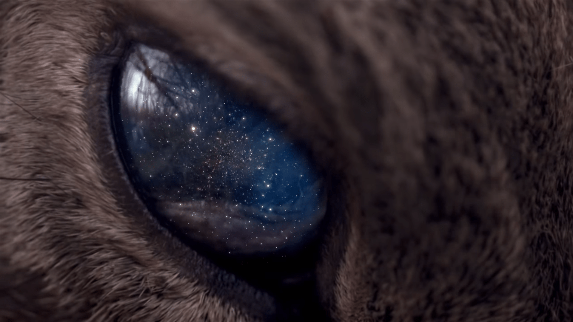 1920x1080 Space Cat Wallpaper Group , HD Wallpaper