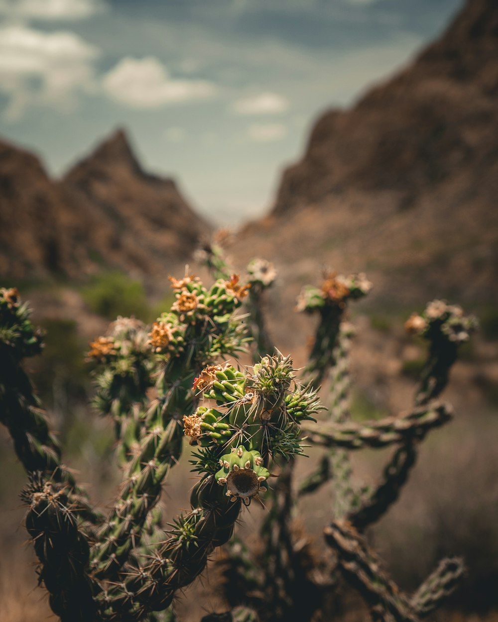 1000x1250 Big Bend Picture. Download Free