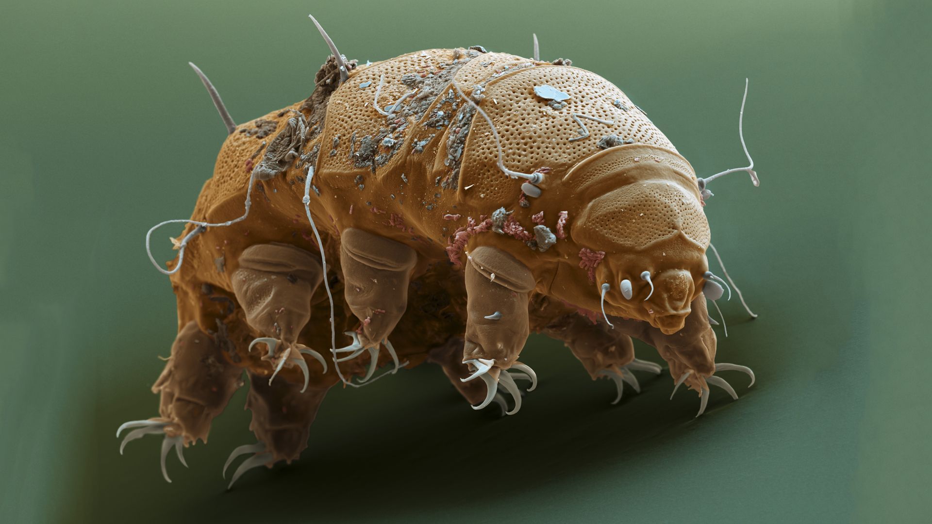1920x1080 Download Animal Tardigrade HD Wallpaper