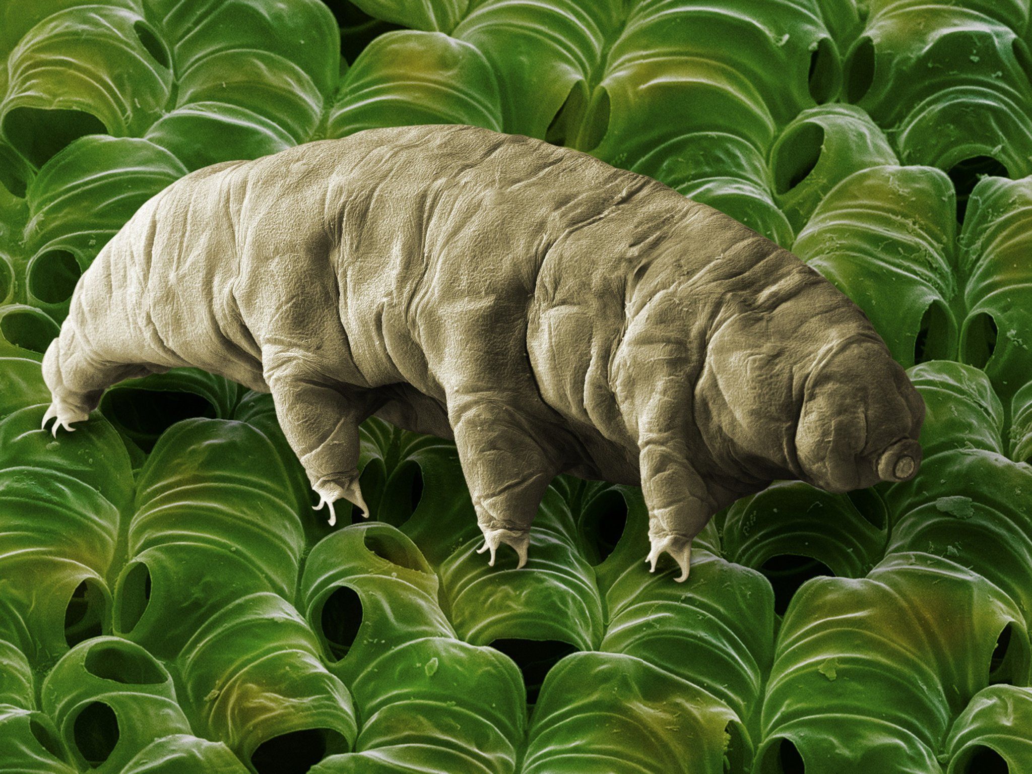 2048x1536 How a Water Bear Survives, Even When It