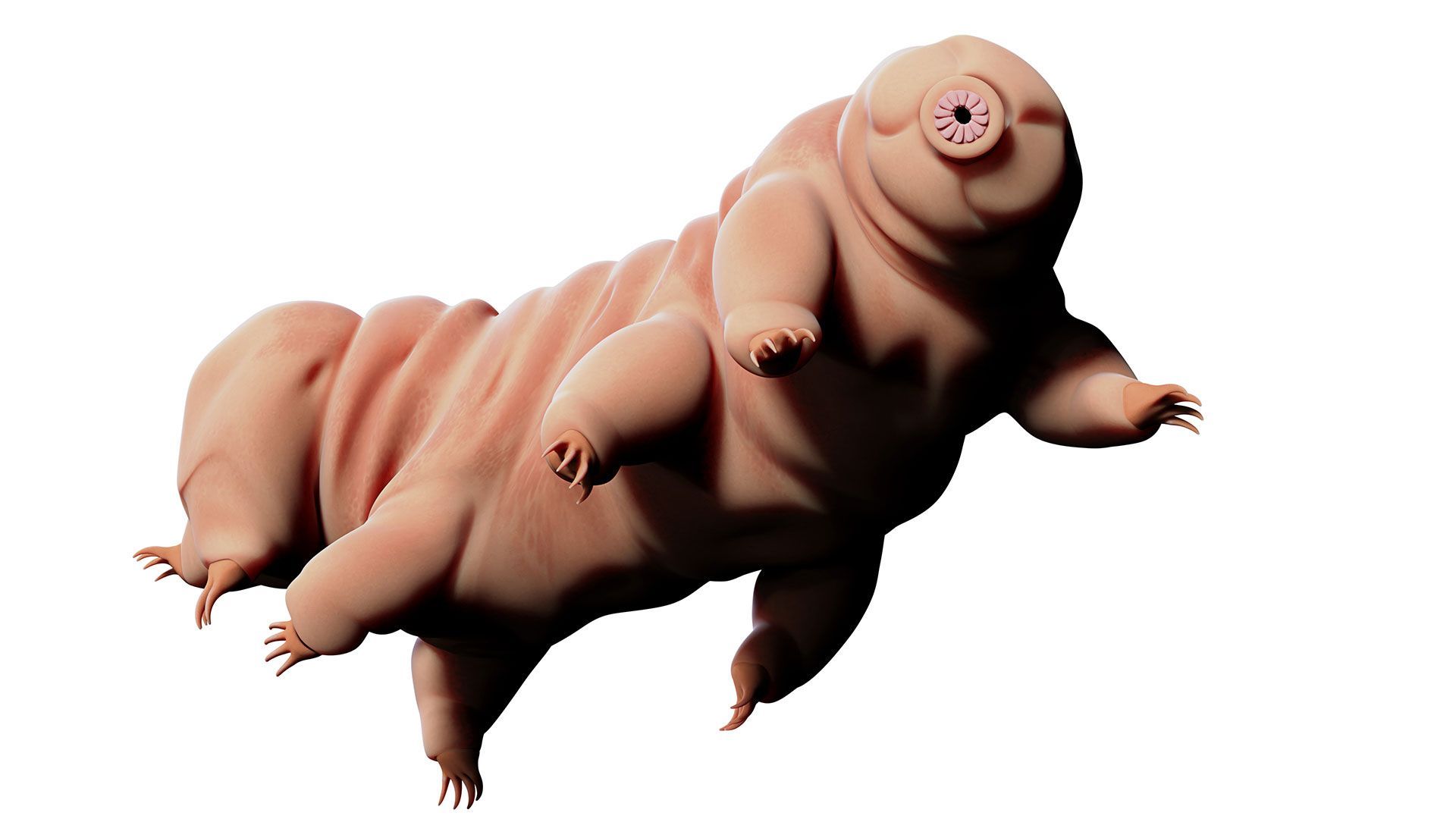 1920x1080 Coloring Sheet: Tardigrade