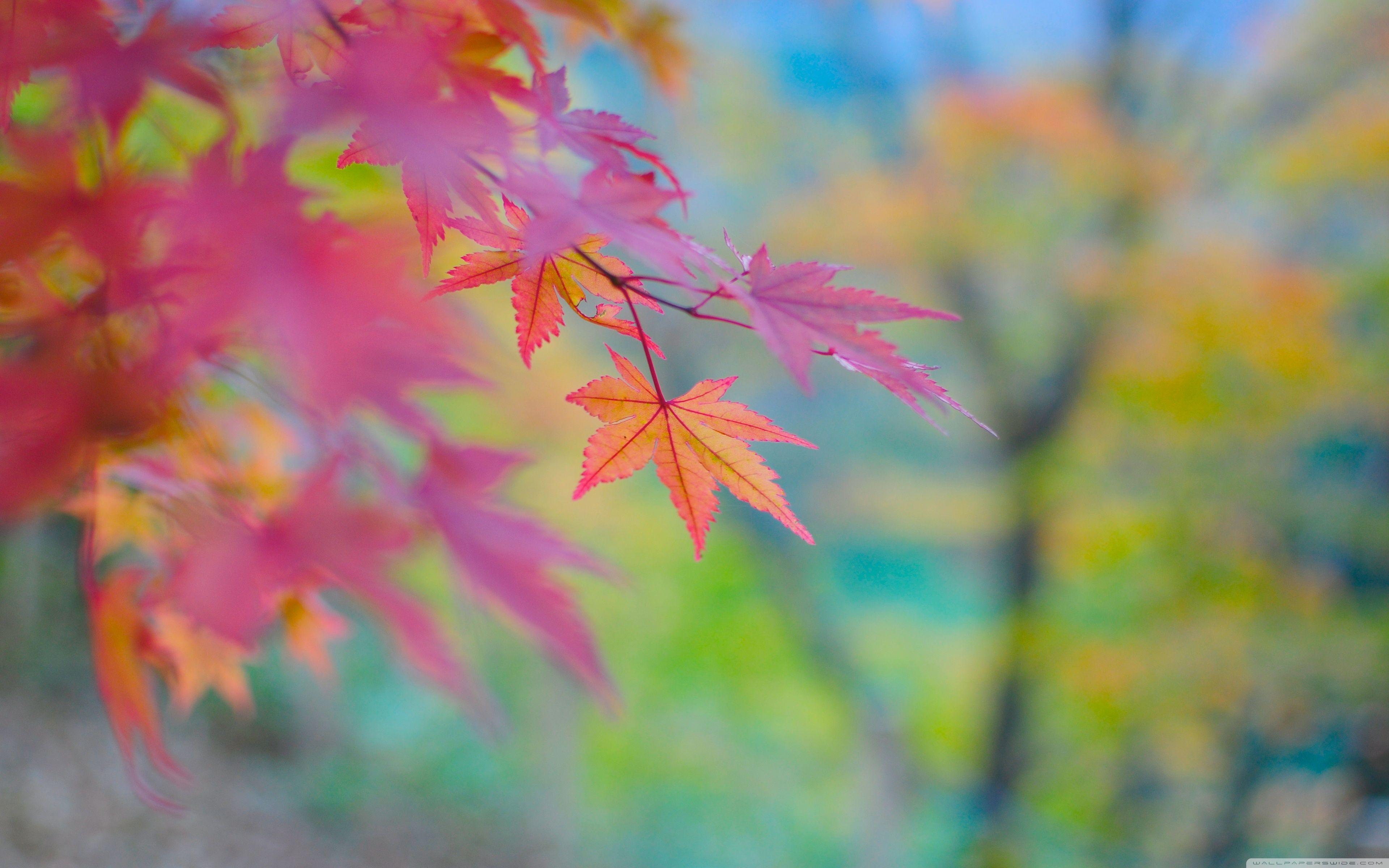 3840x2400 Autumn Colors In Japan ❤ 4K HD Desktop Wallpaper for 4K
